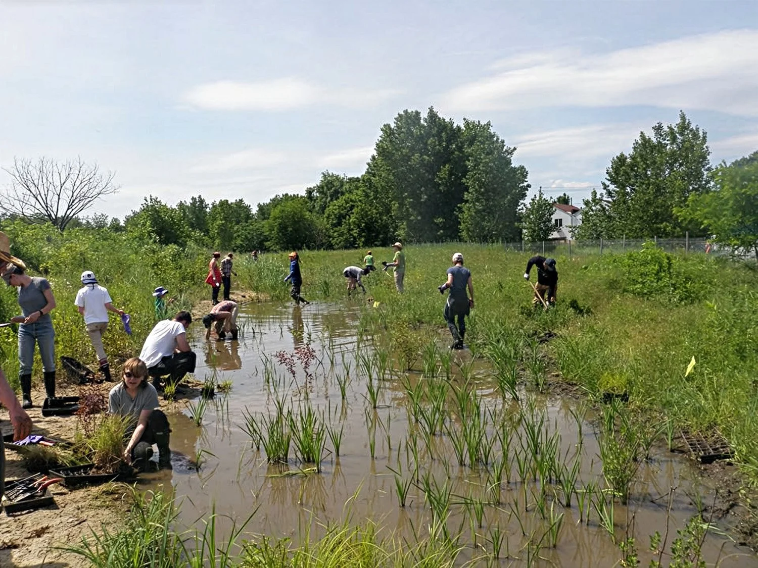 iLAND Research Event, Creating Habitat, Form and Function, Soundview Park, New York, NY 2014. Planting in freshwater wetland.