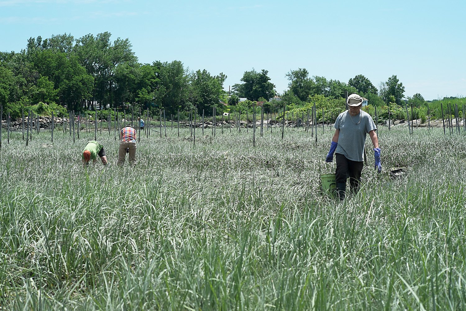 iLAND Research Event, Creating Habitat, Form and Function, Soundview Park, New York, NY 2014. Volunteers removing algae .