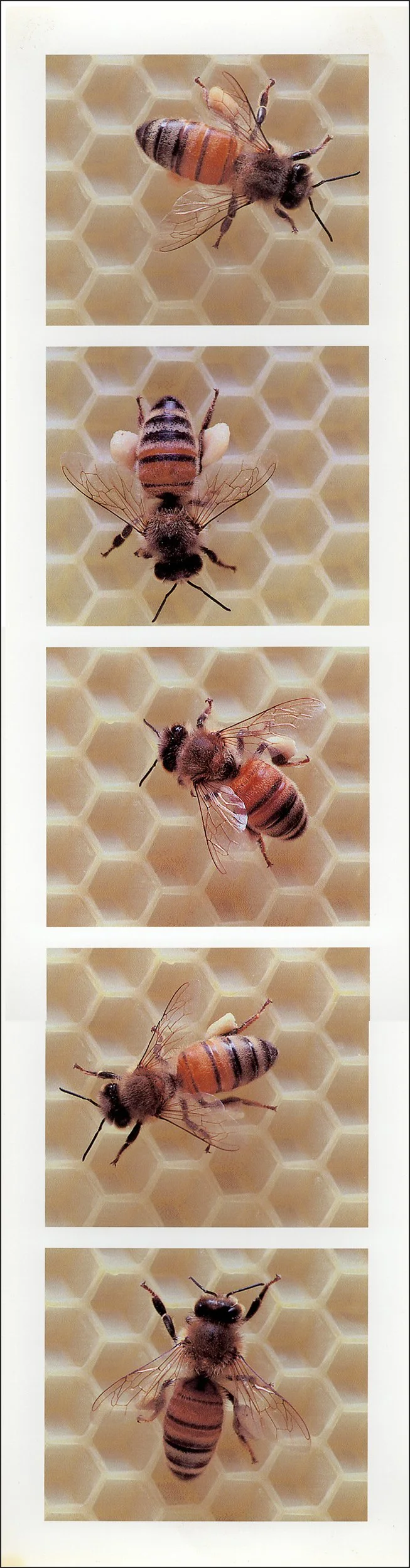 api-index 5.8, white pollen, 1999, digital print, 17"x4.5"
all bees are sister/workers from one hive