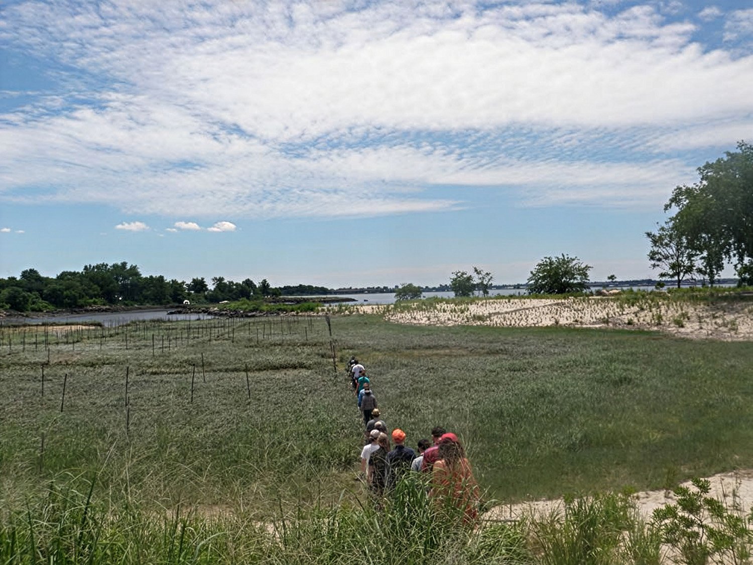 iLAND Research Event, Creating Habitat, Form and Function, Soundview Park, New York, NY 2014. Volunteers removed algae and planted wetland seedlings in the restored marsh. 
