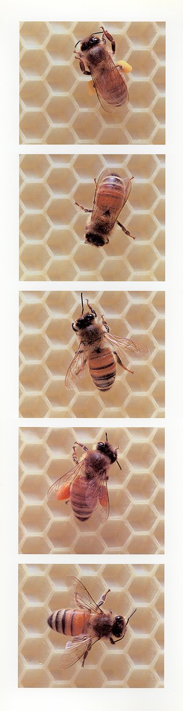 api-index 5.5, clean, 1999, c-print, 73"x19", digital print, 17"x4.5"
all bees are sister/workers from one hive