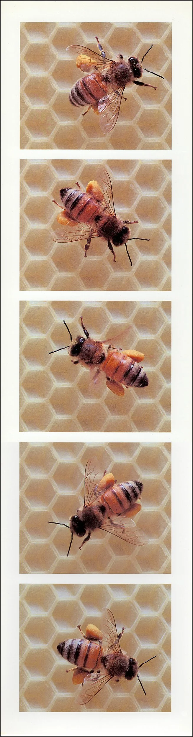 api-index 5.6, big yellow pollen, 1999, digital print, 17"x4.5"
all bees are sister/workers from one hive