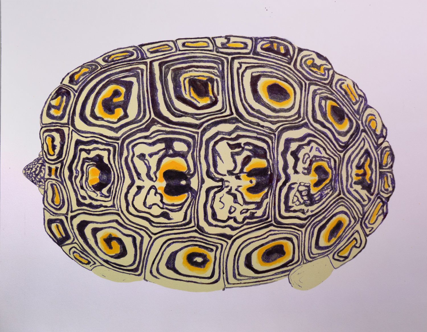 Diamondback Terrapin circle pattern, 2023, archival print, watercolor and gouache on 100% cotton rag paper, 16"x20"