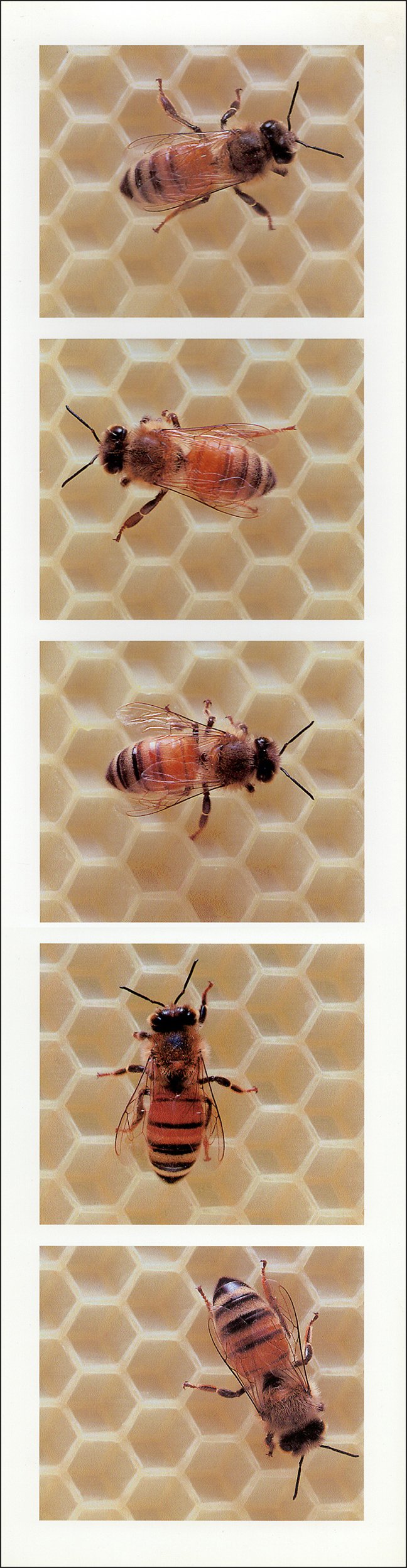 api-index 5.7, young 1999, digital print, 17"x4.5"
all bees are sister/workers from one hive