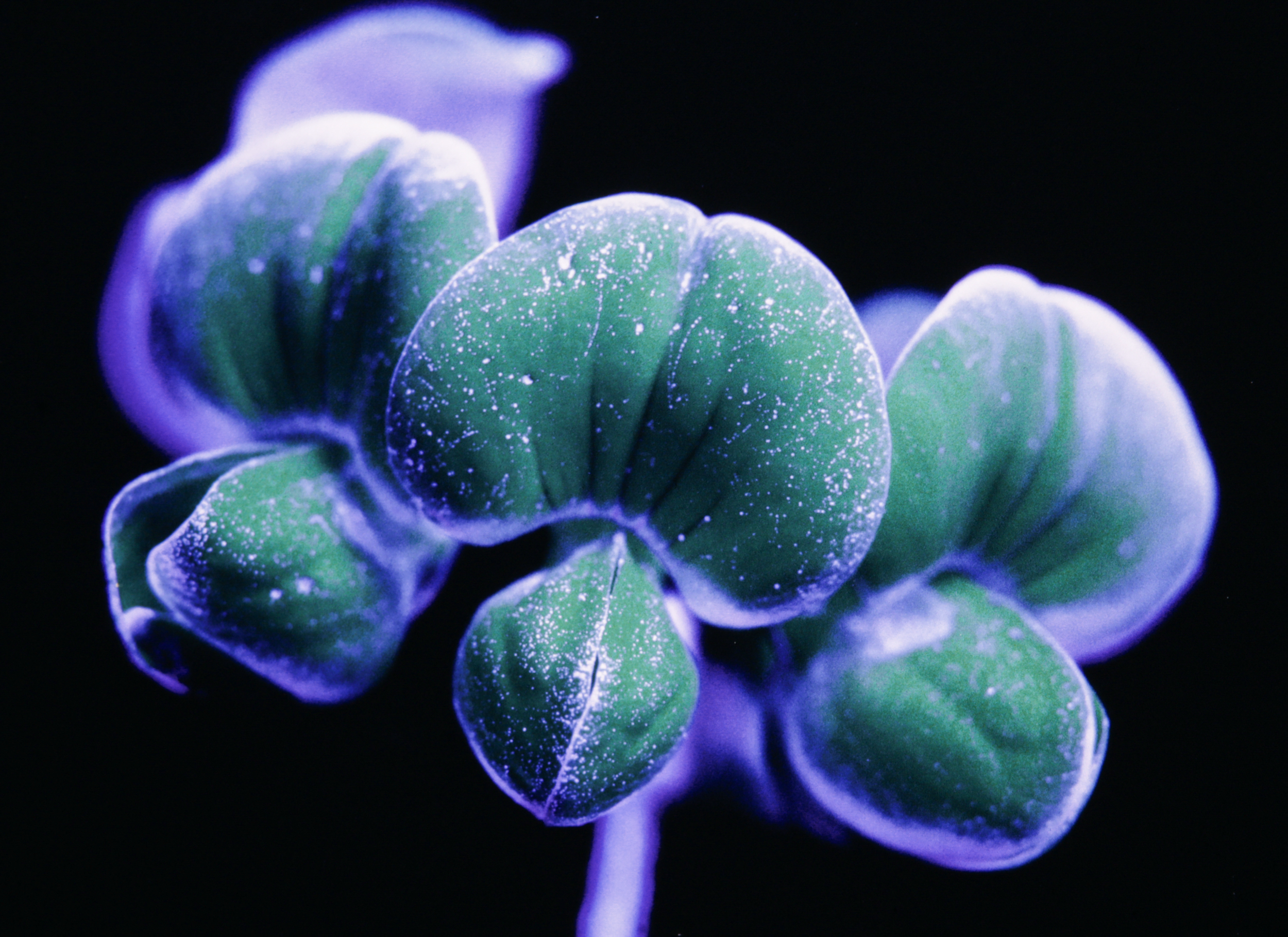 Ultraflower, birdsfoot trefoil, digital c-print, 16"x20"