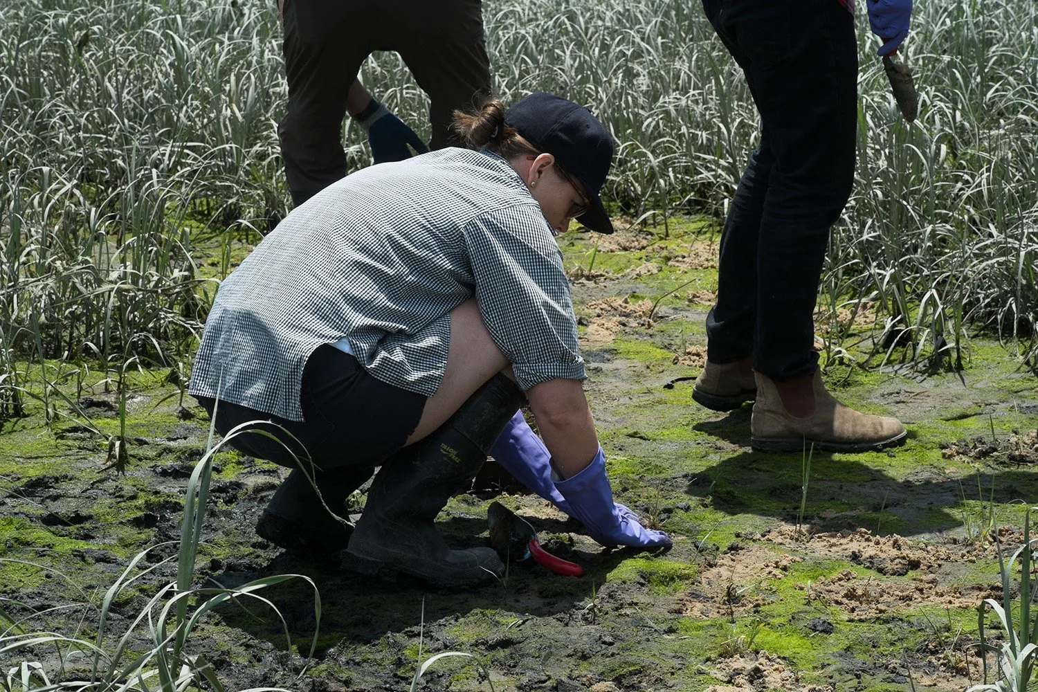 iLAND Research Event, Creating Habitat, Form and Function, Soundview Park, New York, NY 2014. Volunteers planting. 