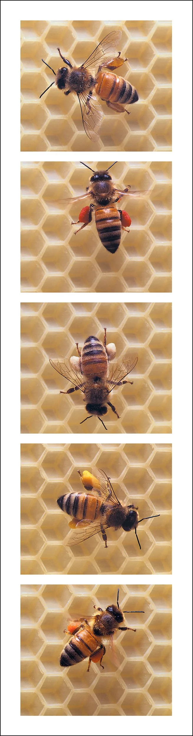 api-index 5.3, colored pollen, 1999, c-print, 73"x19", digital print, 17"x4.5"
all bees are sister/workers from one hive