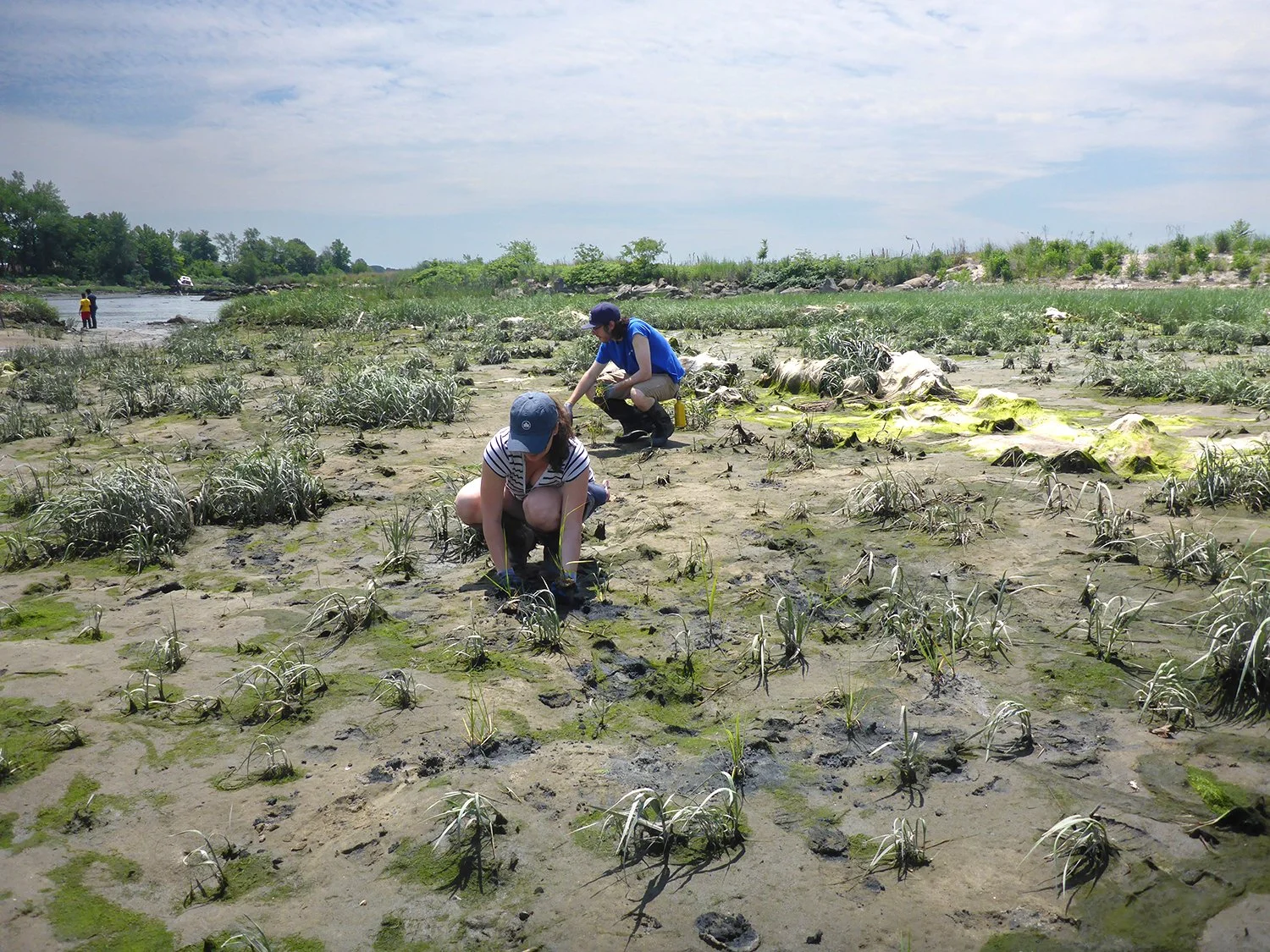 iLAND Research Event, Untitled, Soundview Park, New York, NY 2015. Volunteers removed algae and planted seedlings. Paloma McGregor led the dance creation.