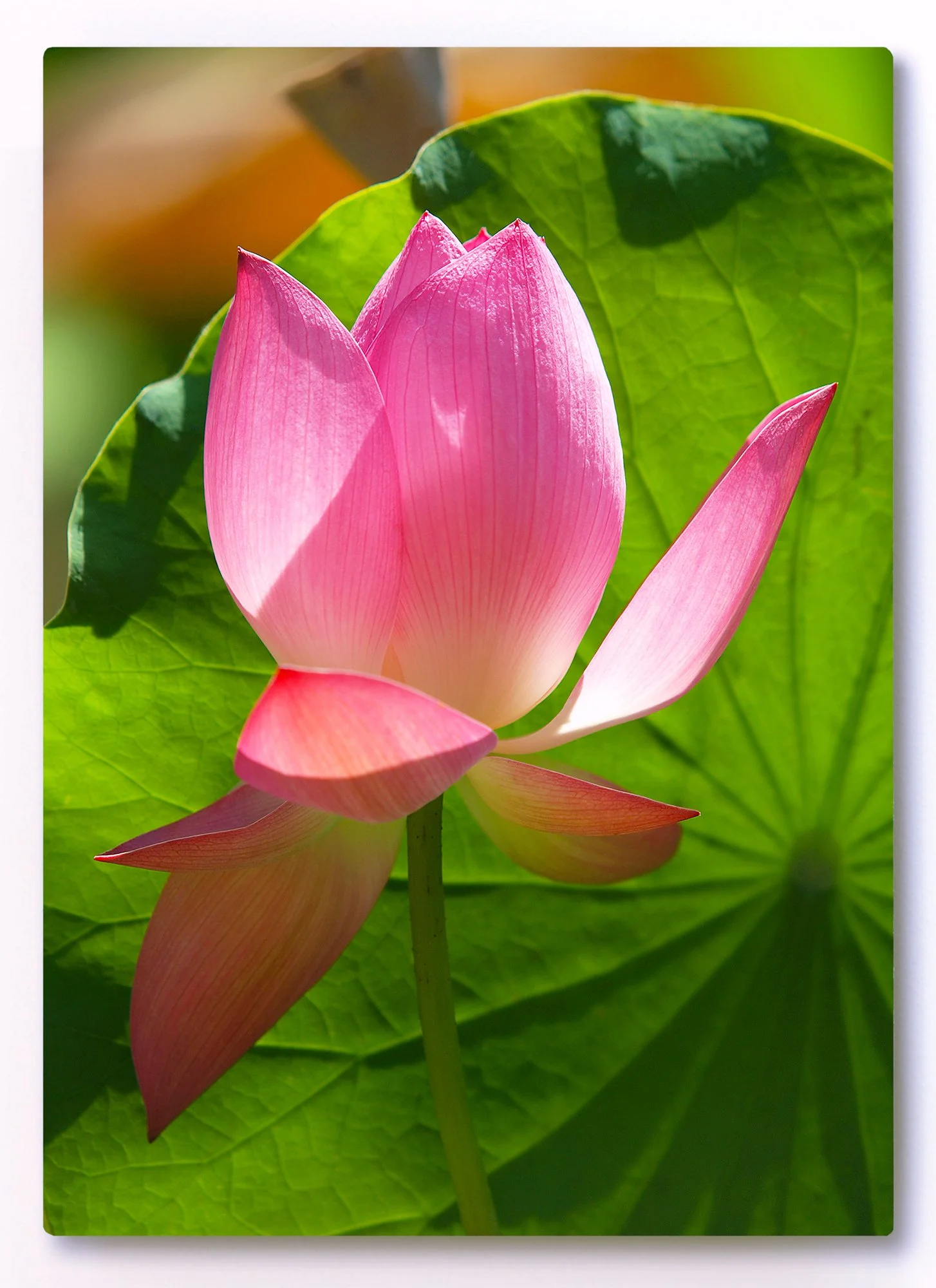 5 x 7 image of a pink lotus blooming among lily pads