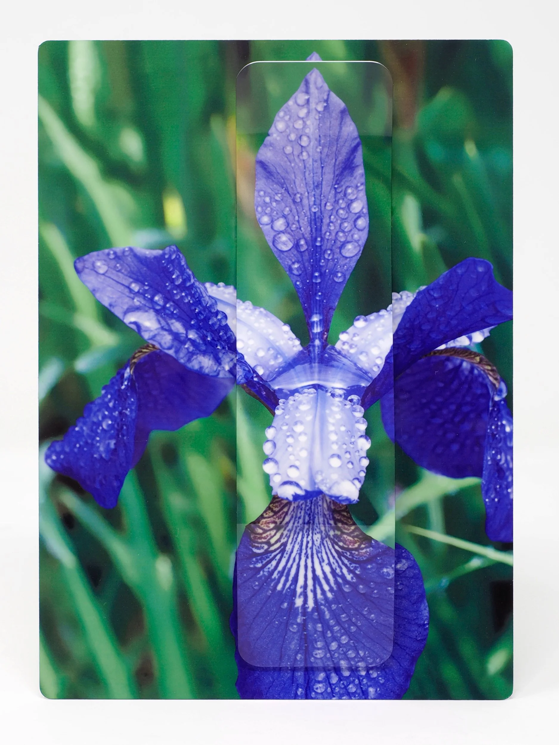 5x7 image of a purple Iris flower after a rain