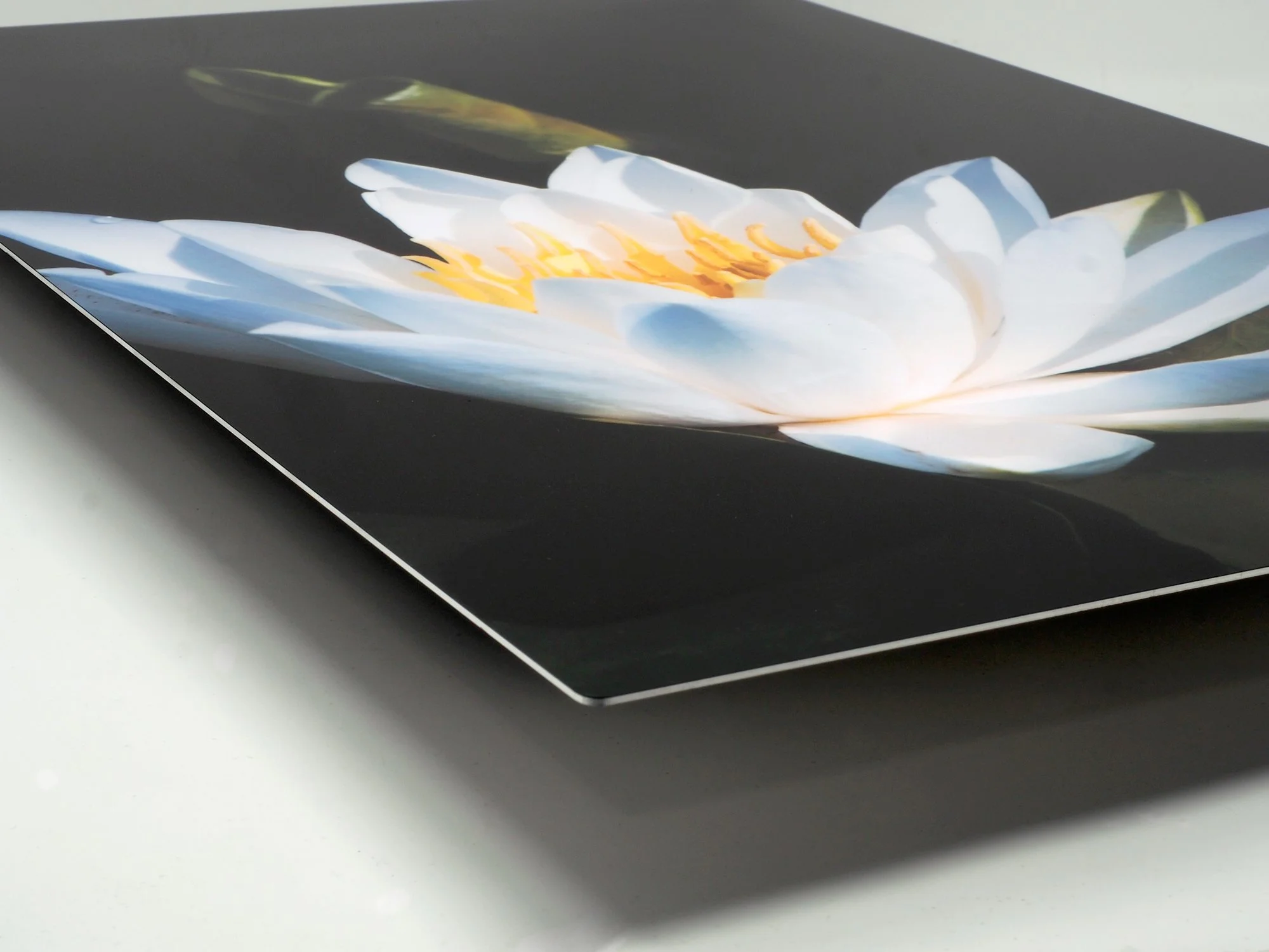 corner image of a white water lily blooming