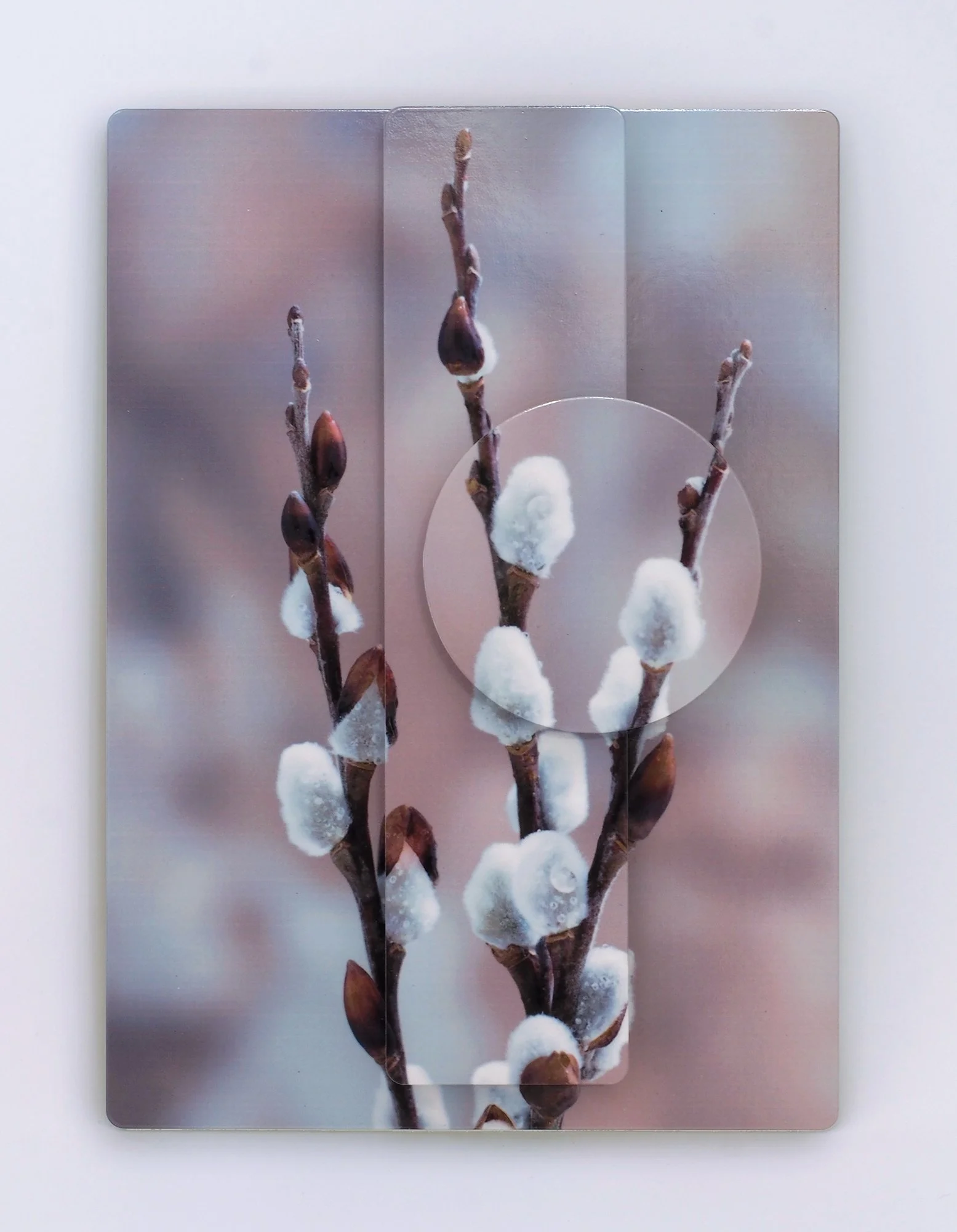 5x7-pussywillow-front.jpg