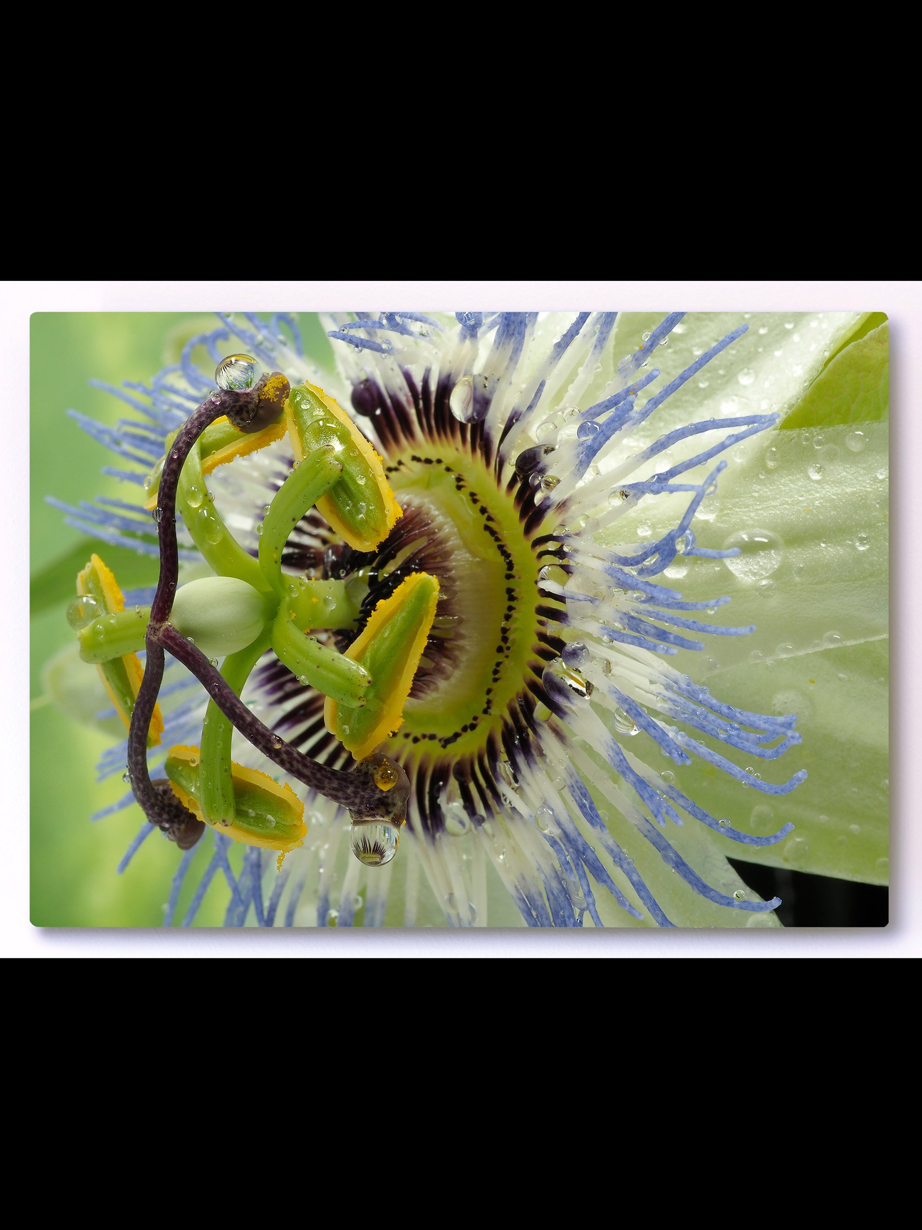 Passion Flower