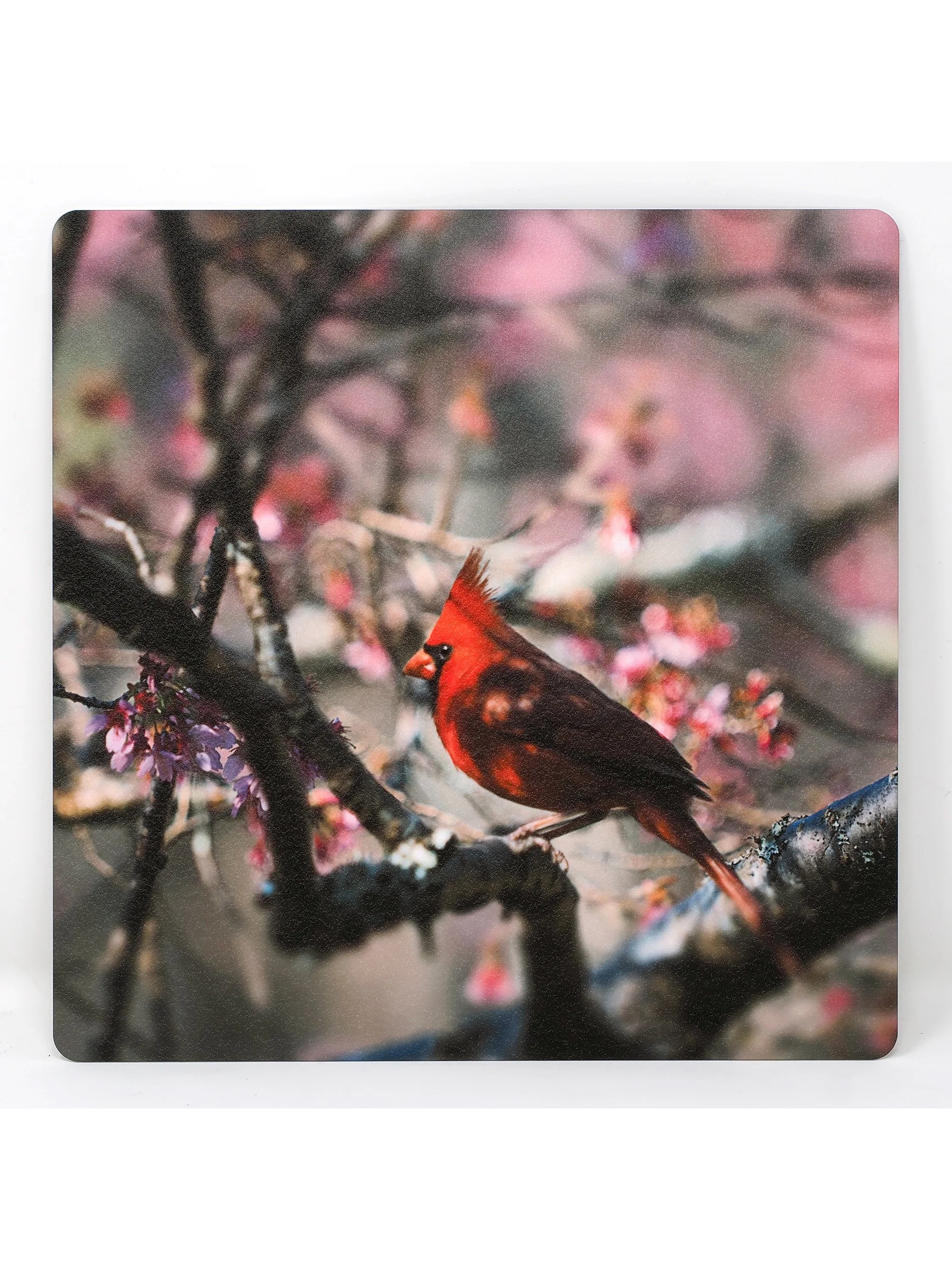 Cherry-card-front-single-panel.jpg
