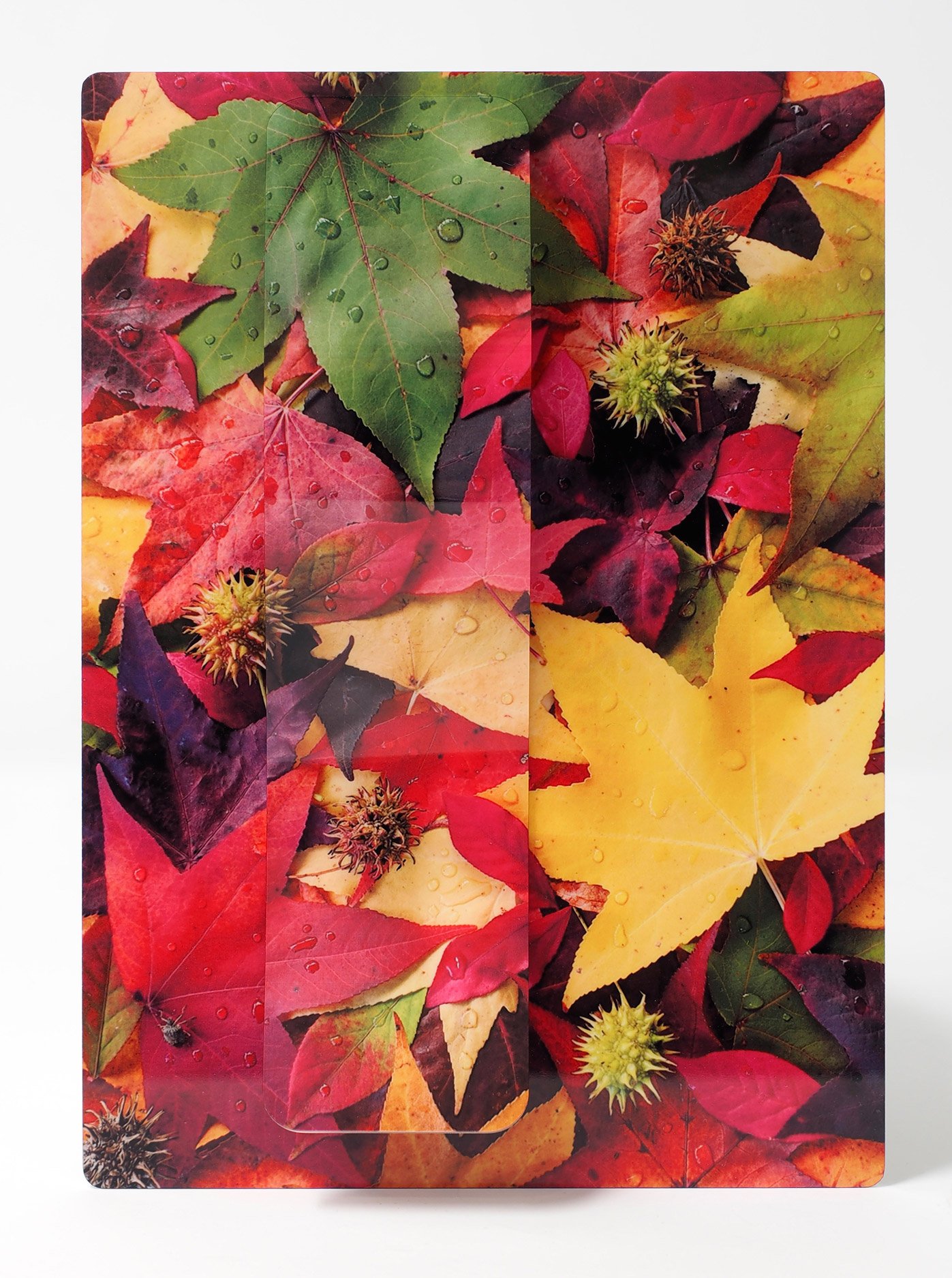 5 x 7 close-up image of colorful autumn leaves