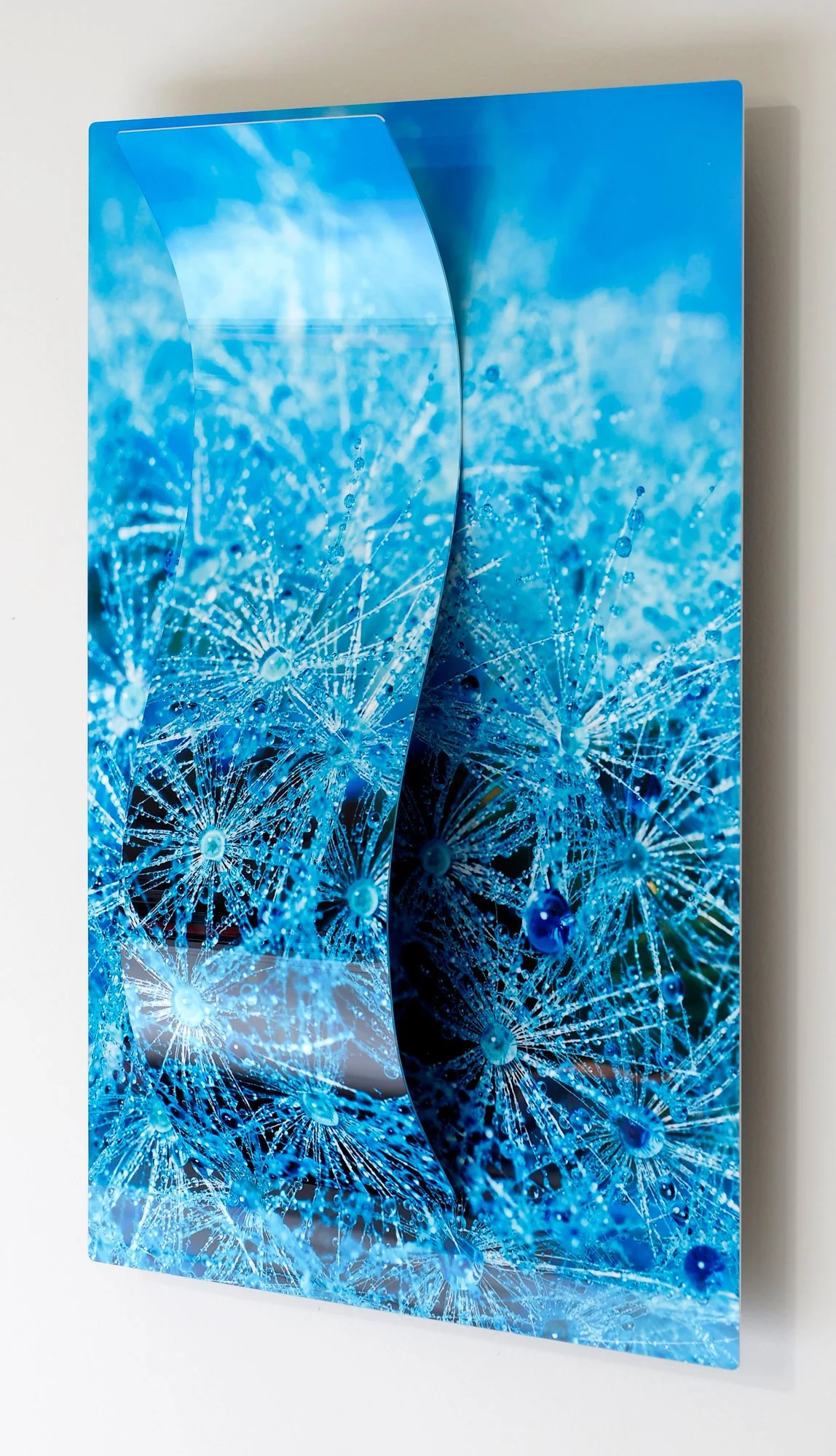 12 x 18 close-up image of a dandelion from side