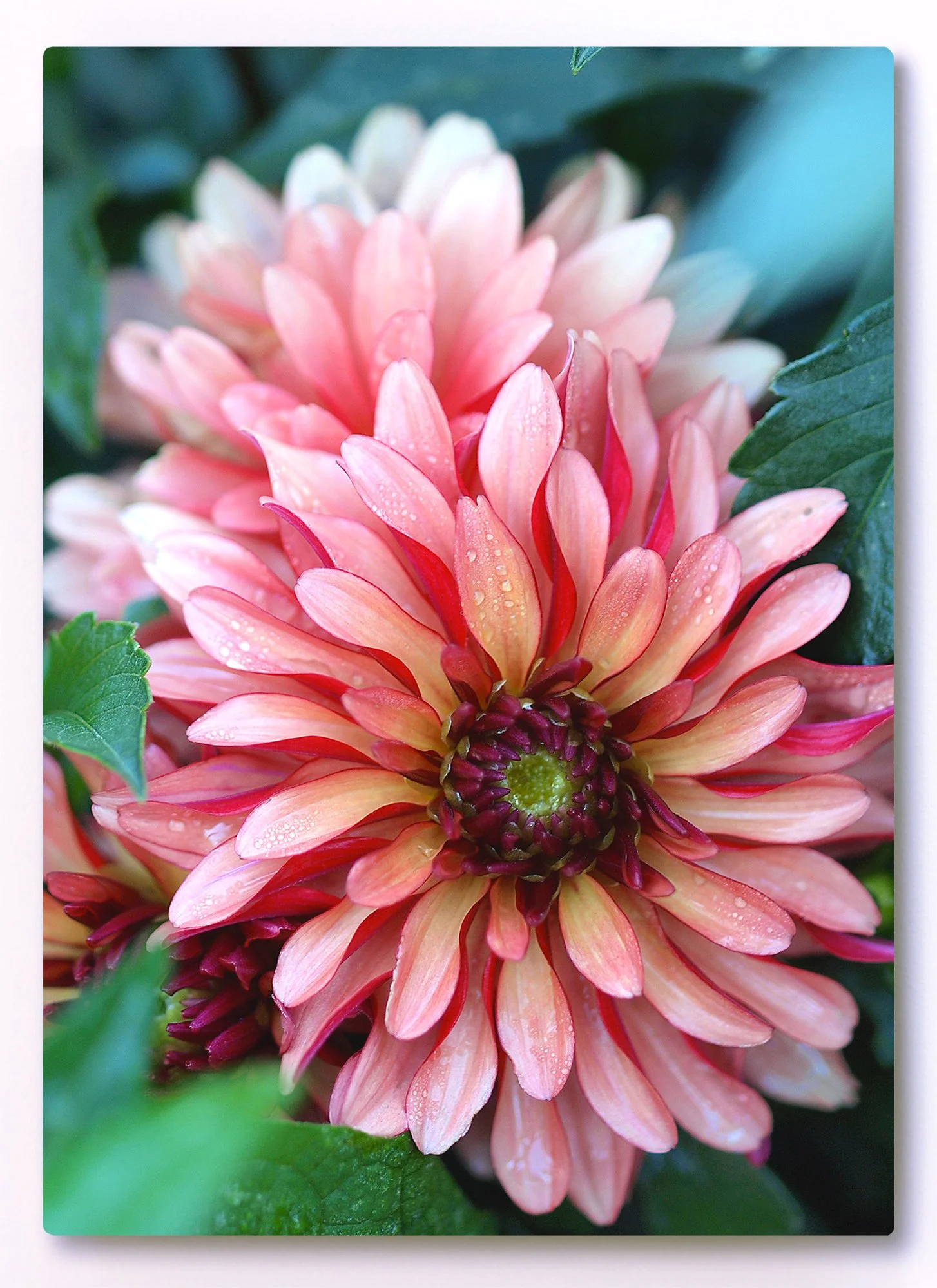 5 x 7 image of a pink dahlia