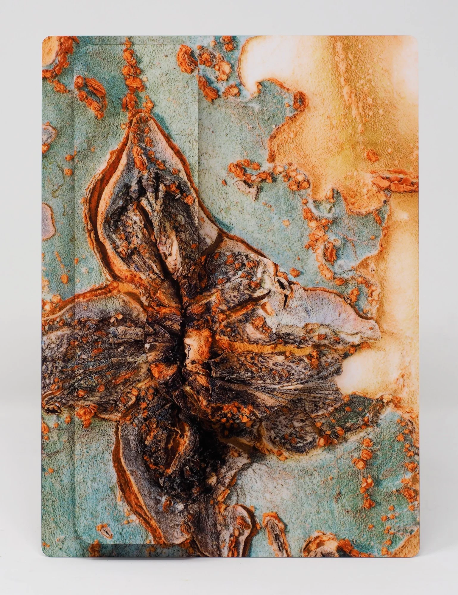 5 x 7 close-up image of Chinese Elm bark