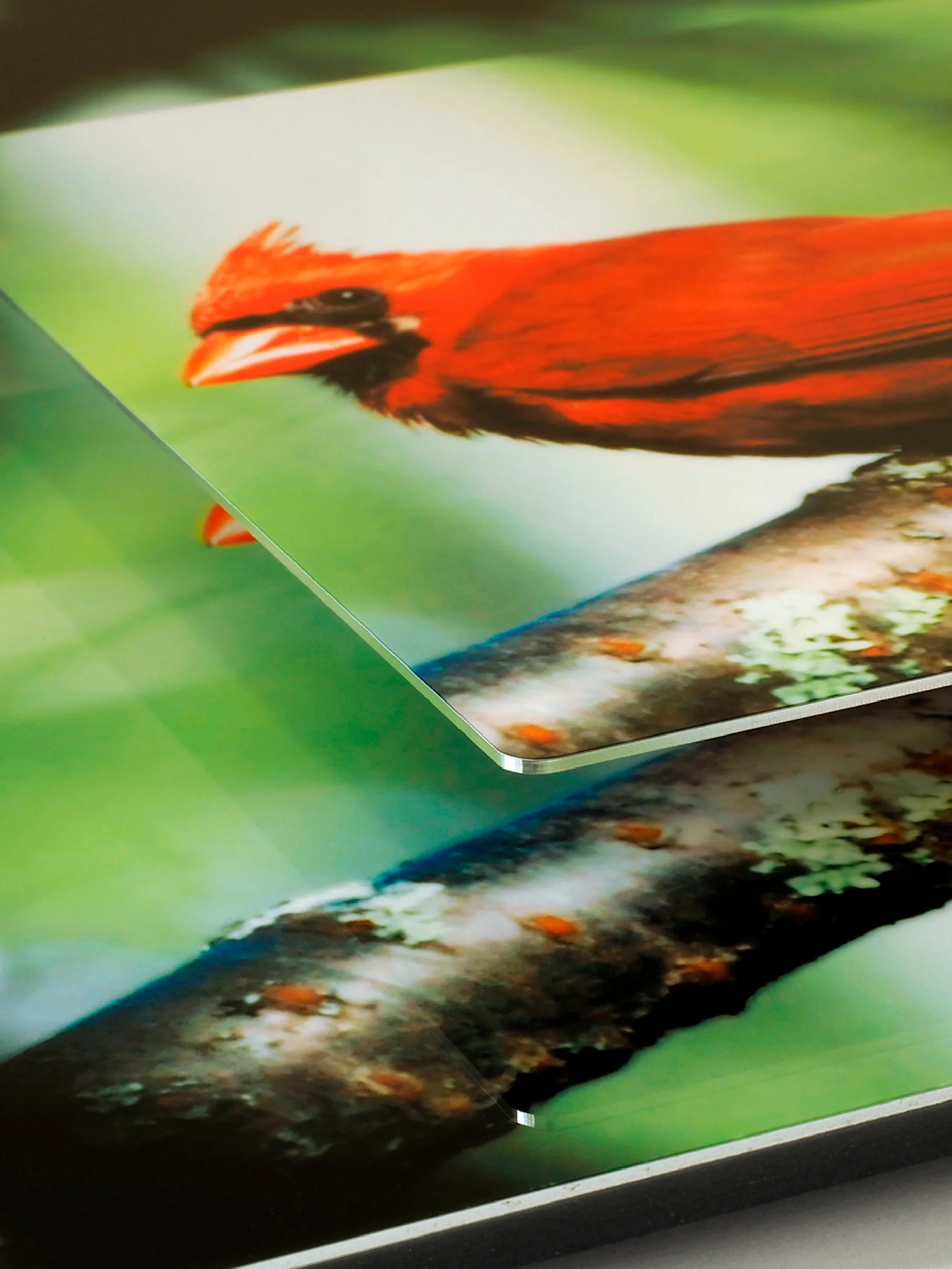 corner view of image of a red cardinal on branch in the sunlight