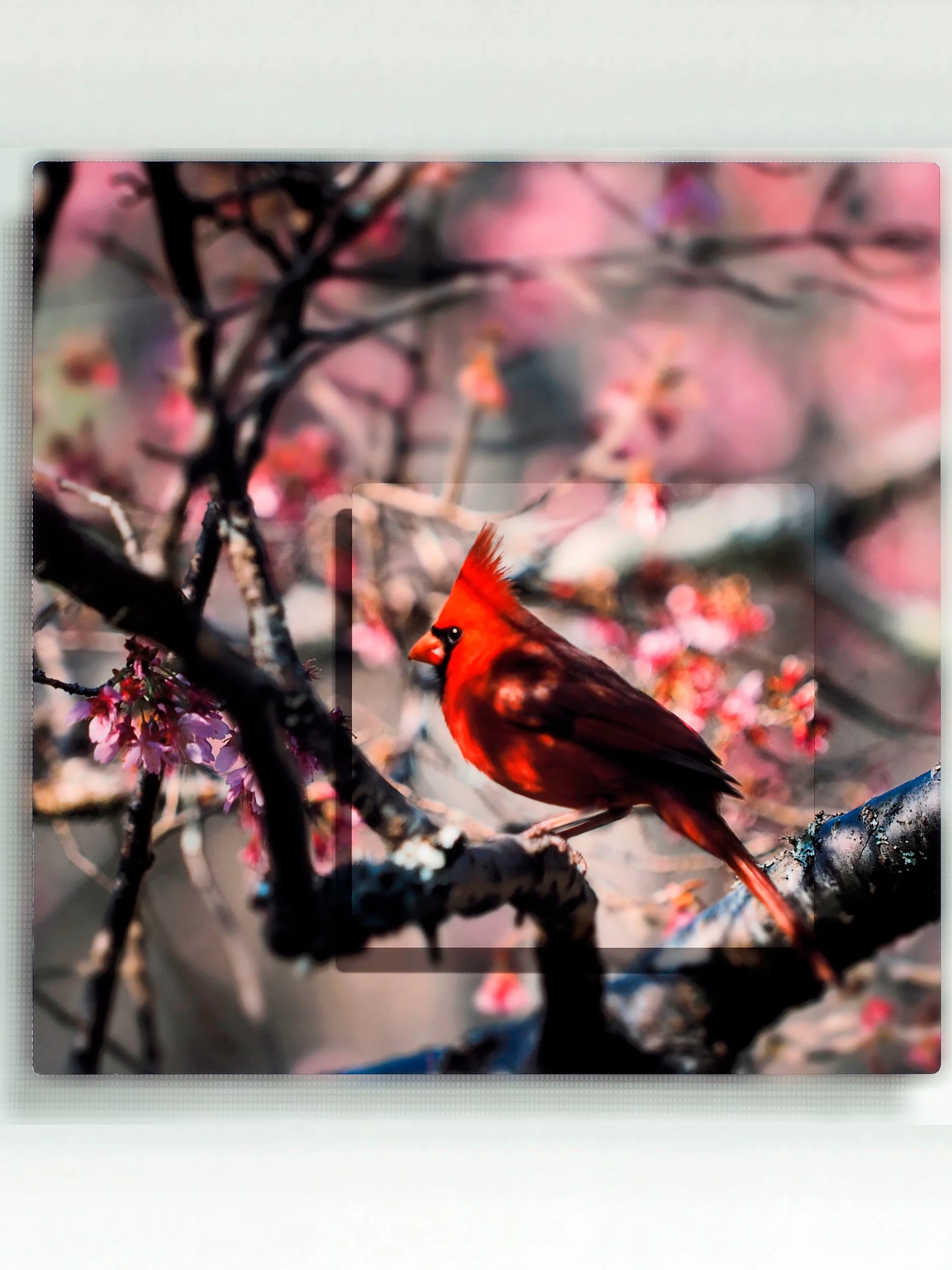 Cherry Cardinal