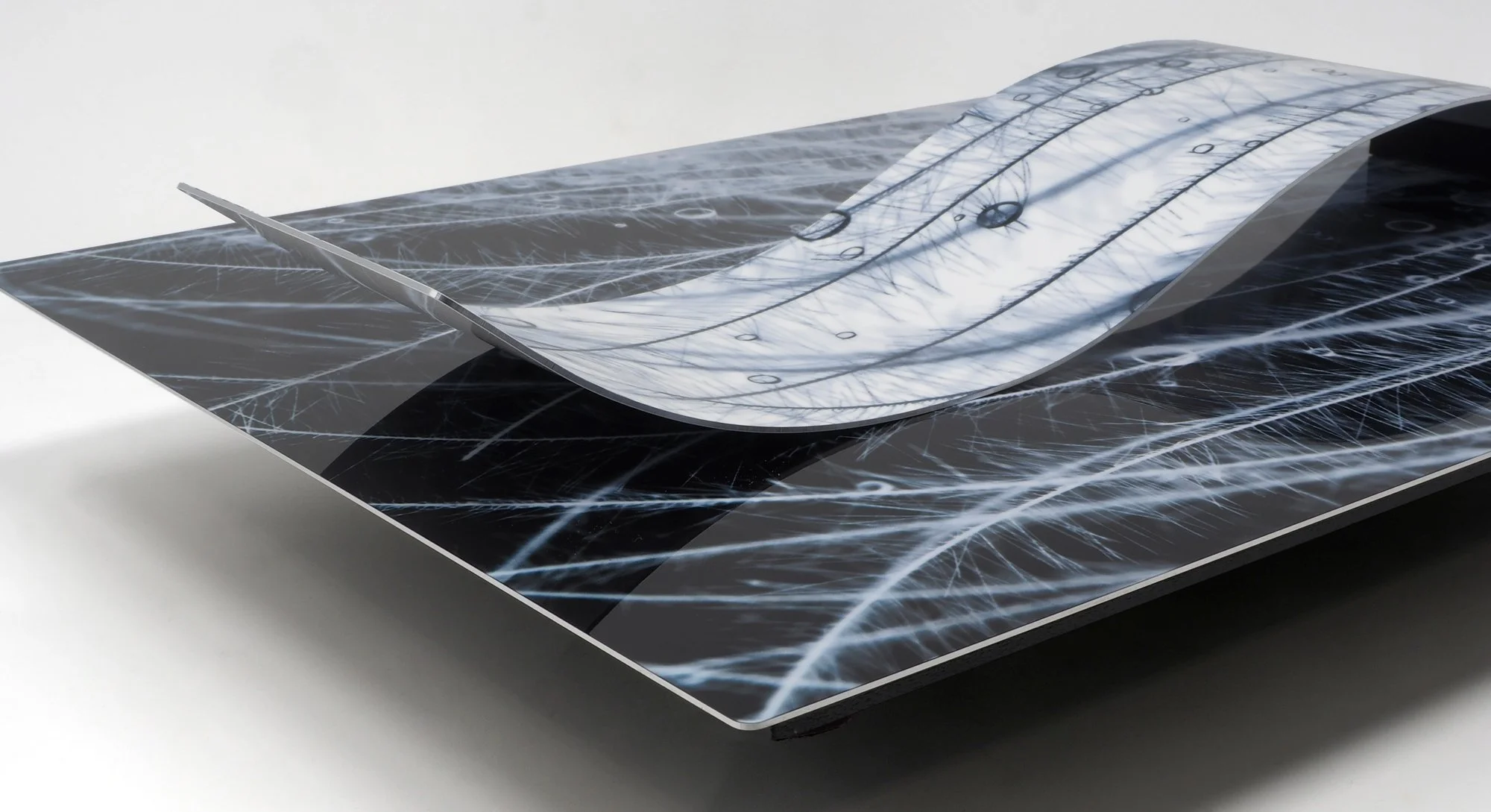 corner of close-up image of goose feathers with water drops