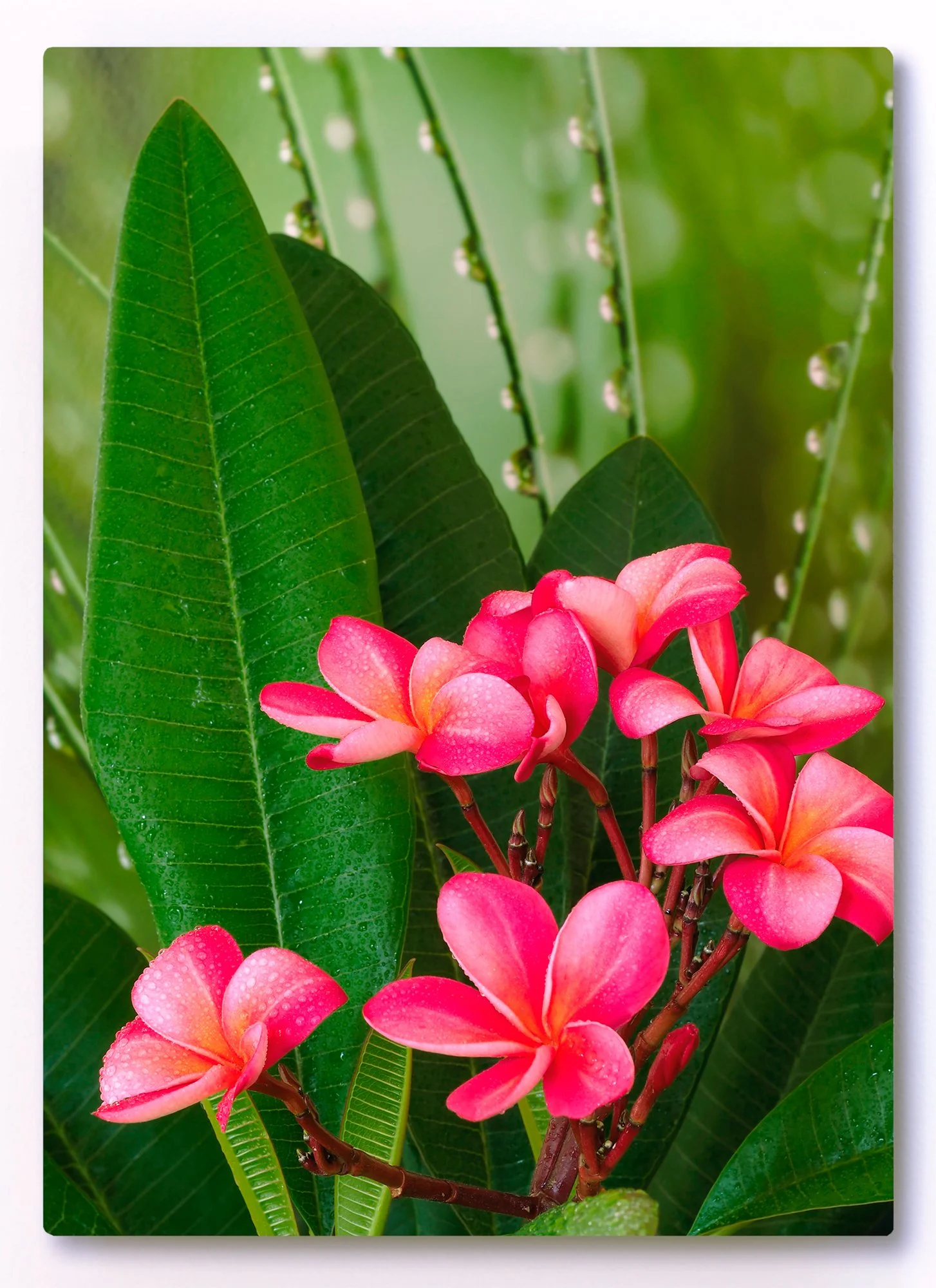 Plumeria