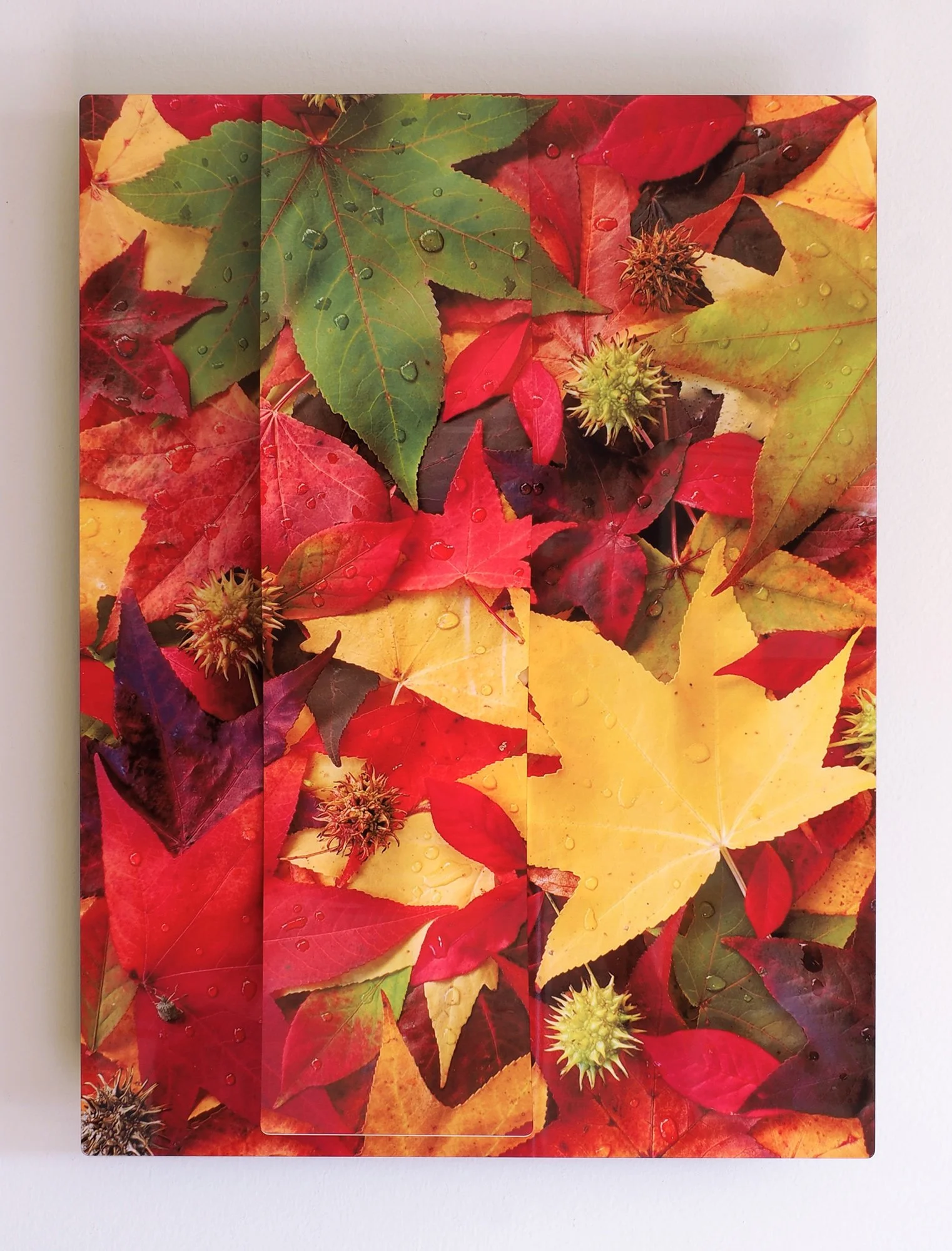 Autumn-colors-front.jpg