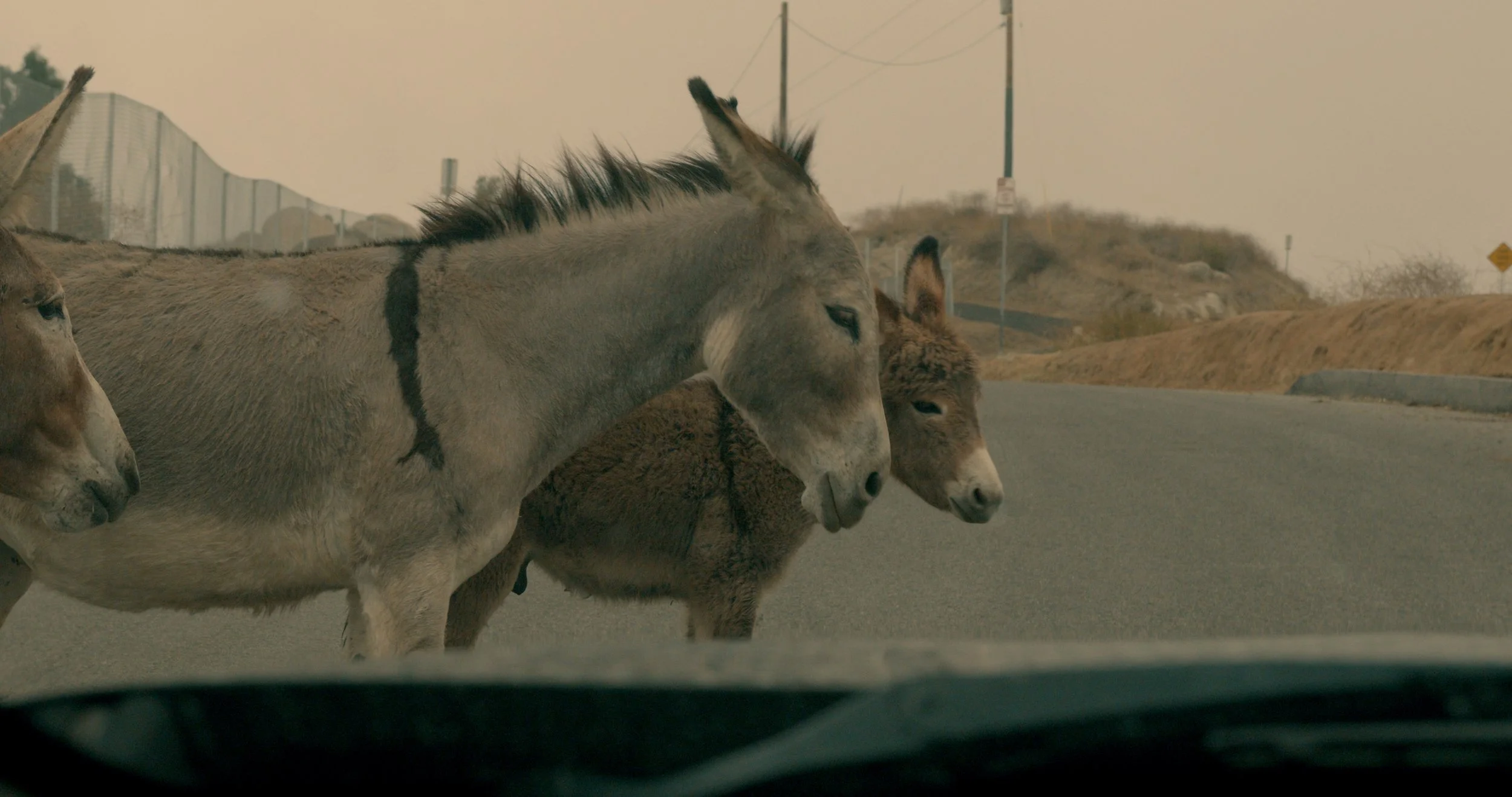 Donkumentary screening