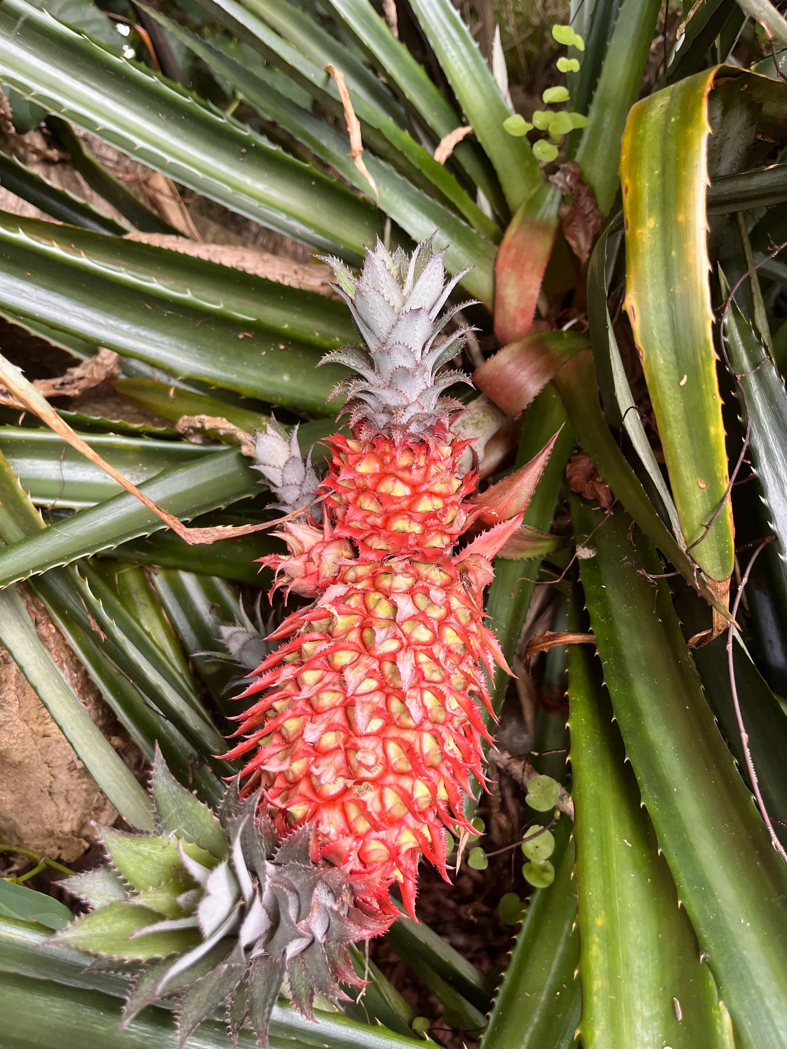  Reconnecting with the roots of our food sources.  
