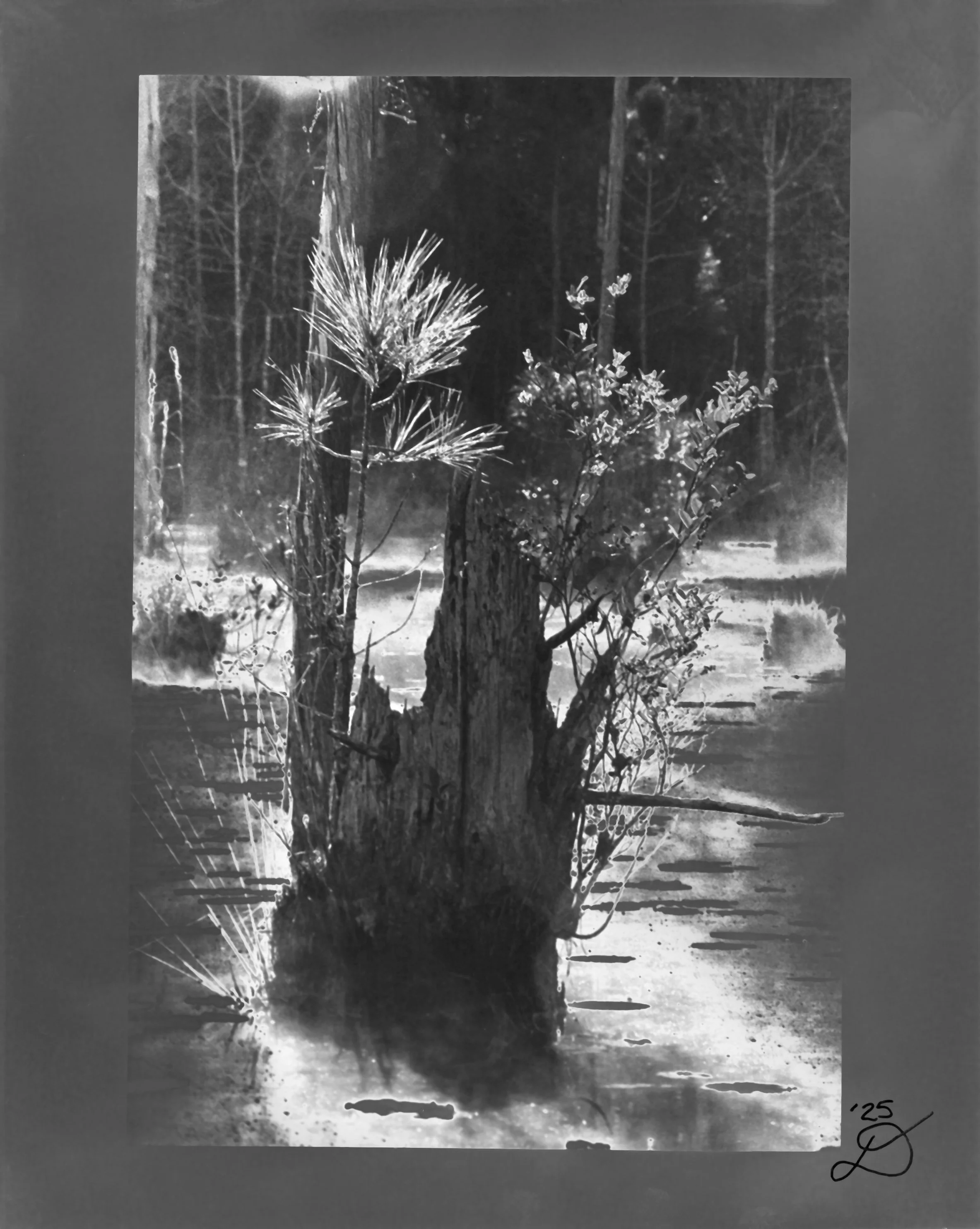 Foggy Morning signed061 website.jpg