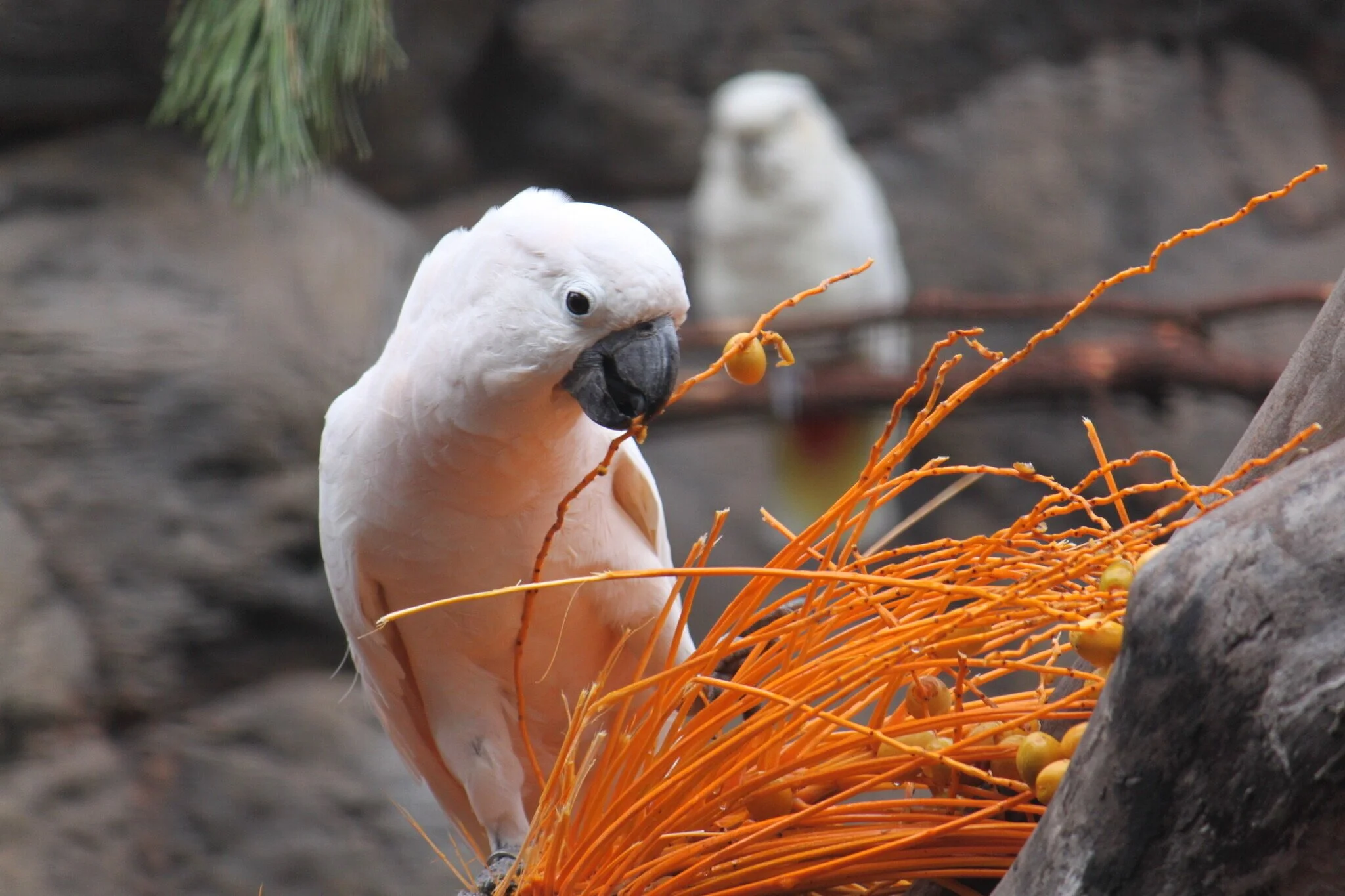 Purchase Courses À la Carte