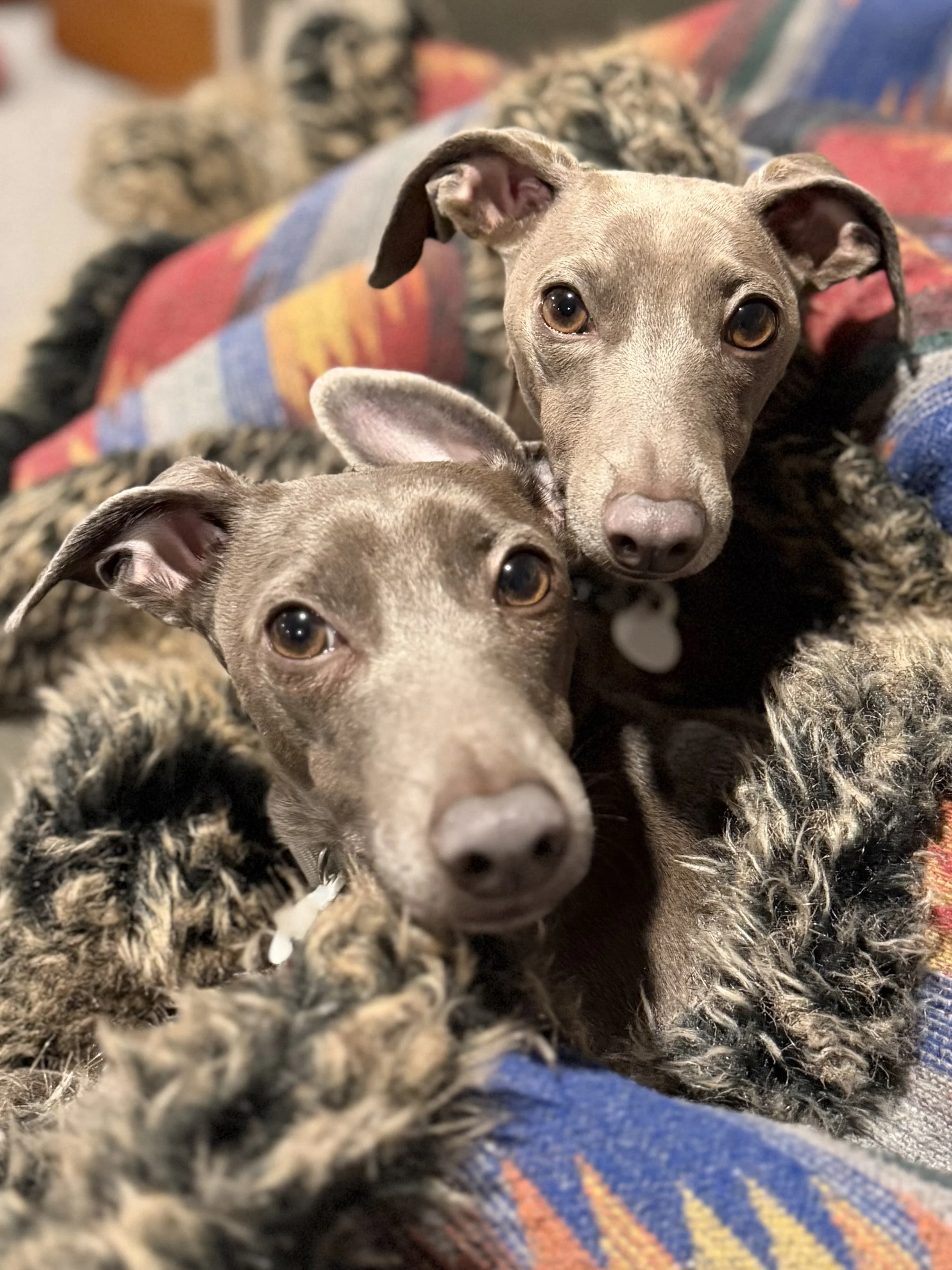 BWZS Certificate Program Two Payment Option