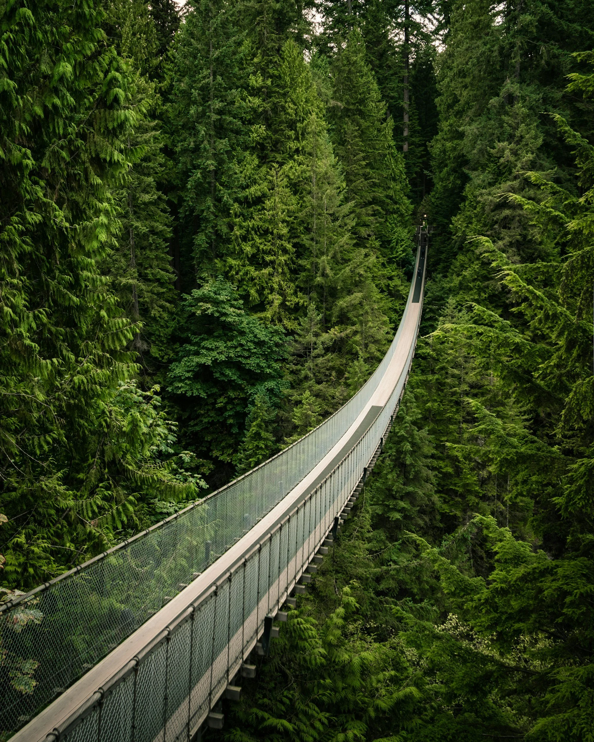 A long suspension bridge extending through a dense forest of tall green pine trees.