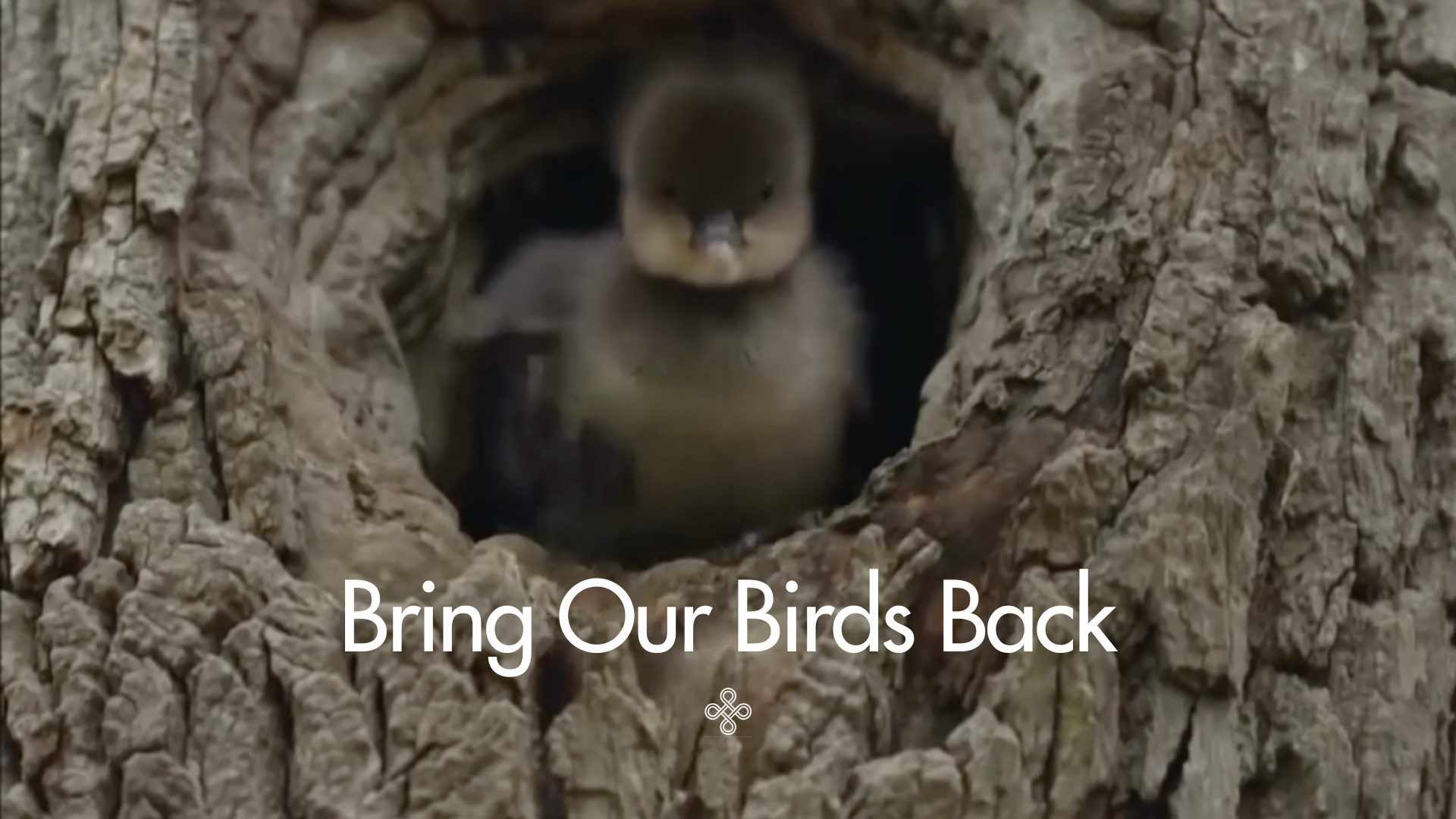 Ecosystems Collapse — Brings Our Birds Back