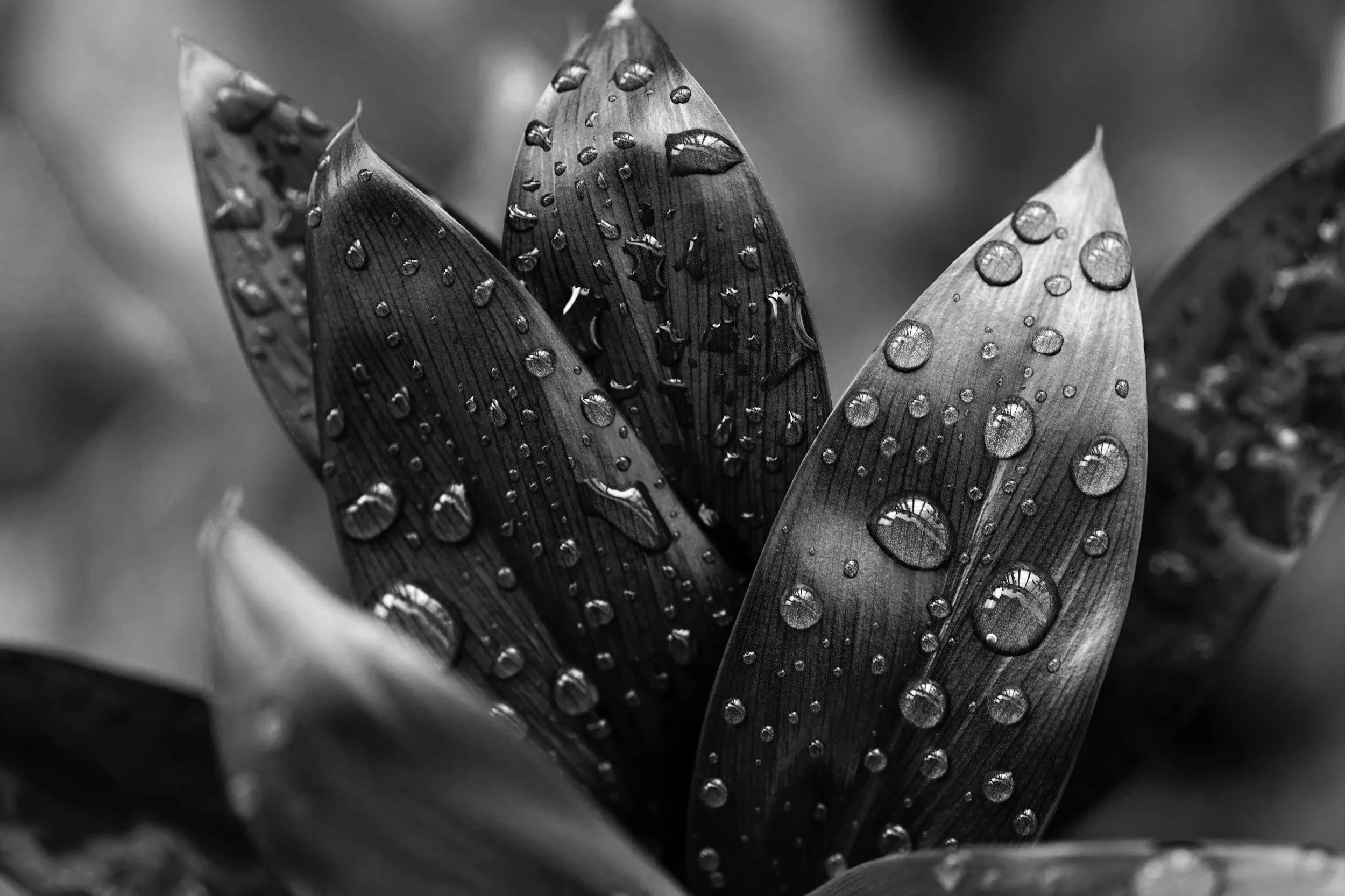 Close-up of plant leaves with water droplets on the surface, black and white photograph