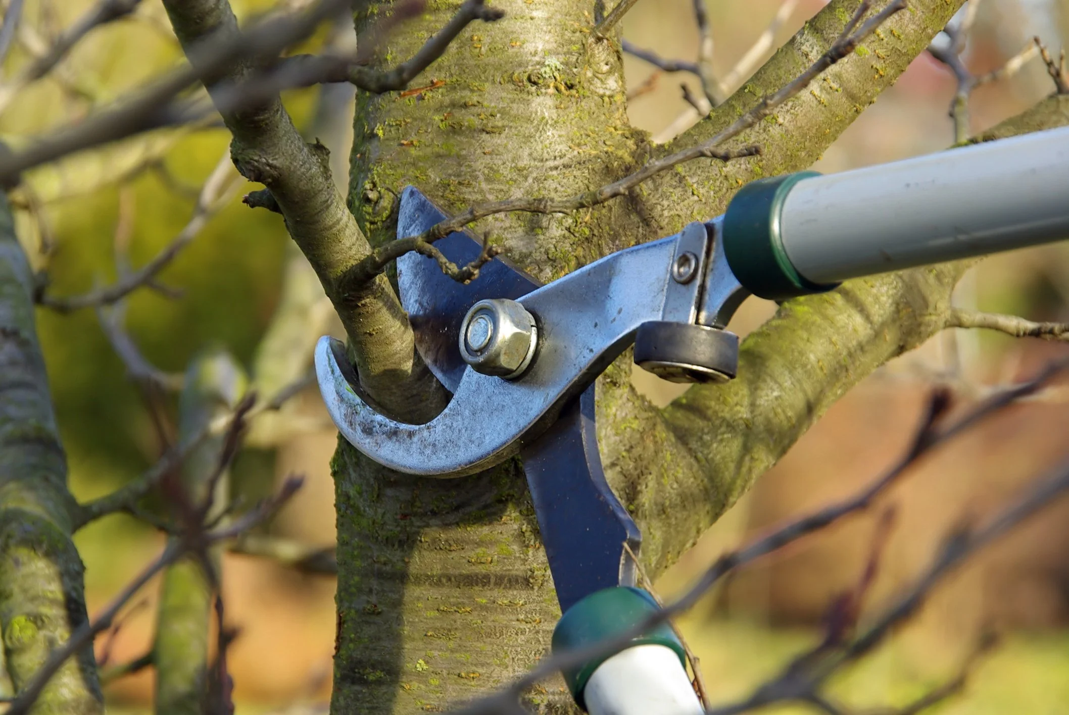 Pruning tree using a pruning shear tool on a tree branch during daytime.