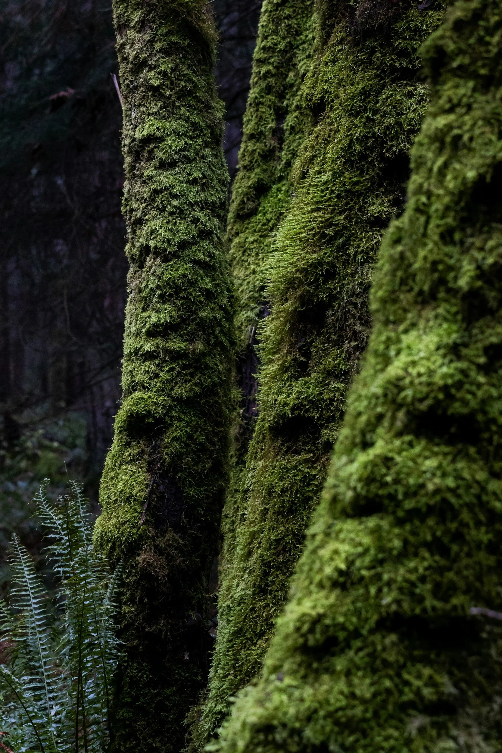 Close-up of moss-covered tree trunks in a forest, with ferns growing at the base.