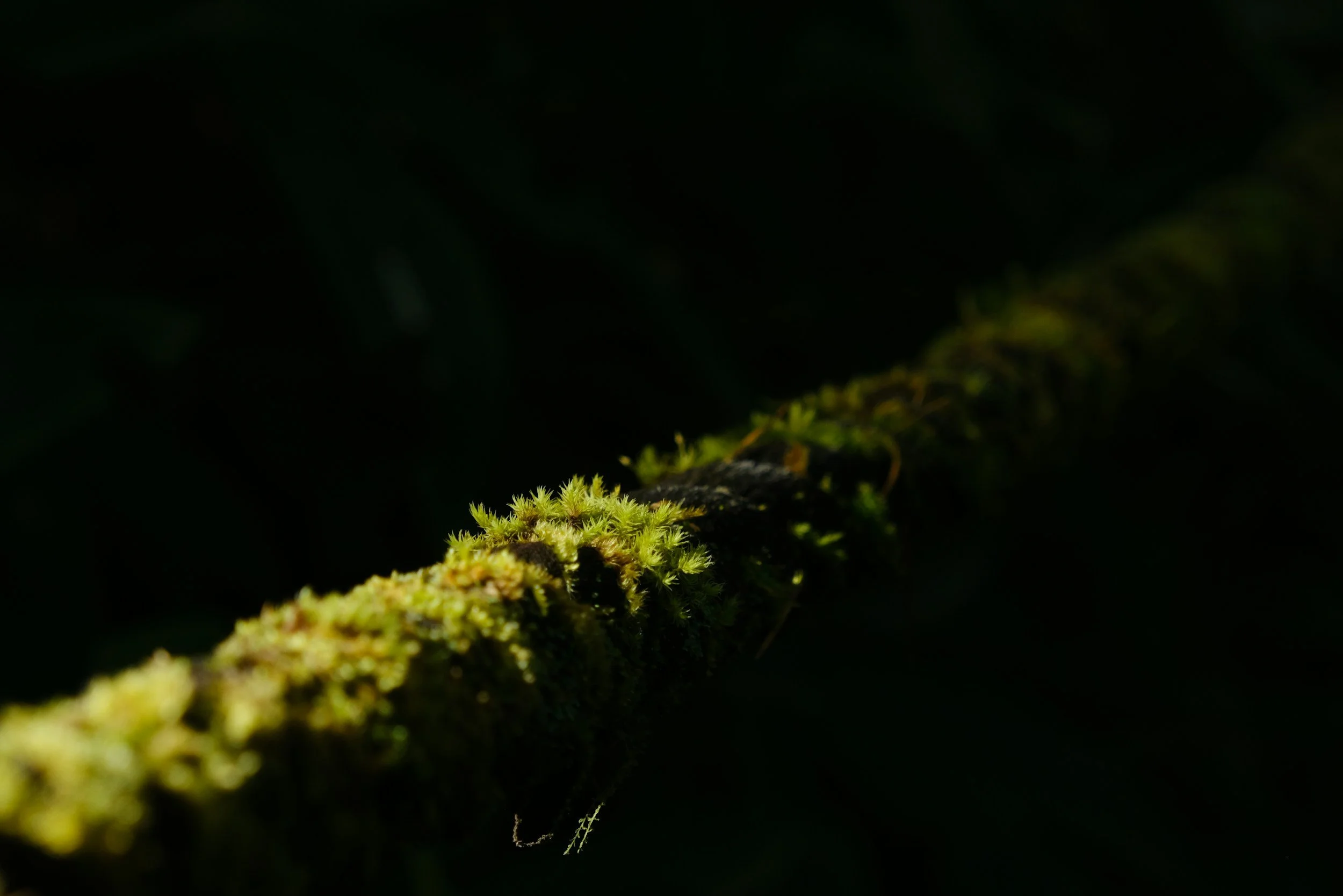Close-up of a moss-covered tree branch in a dark forest.