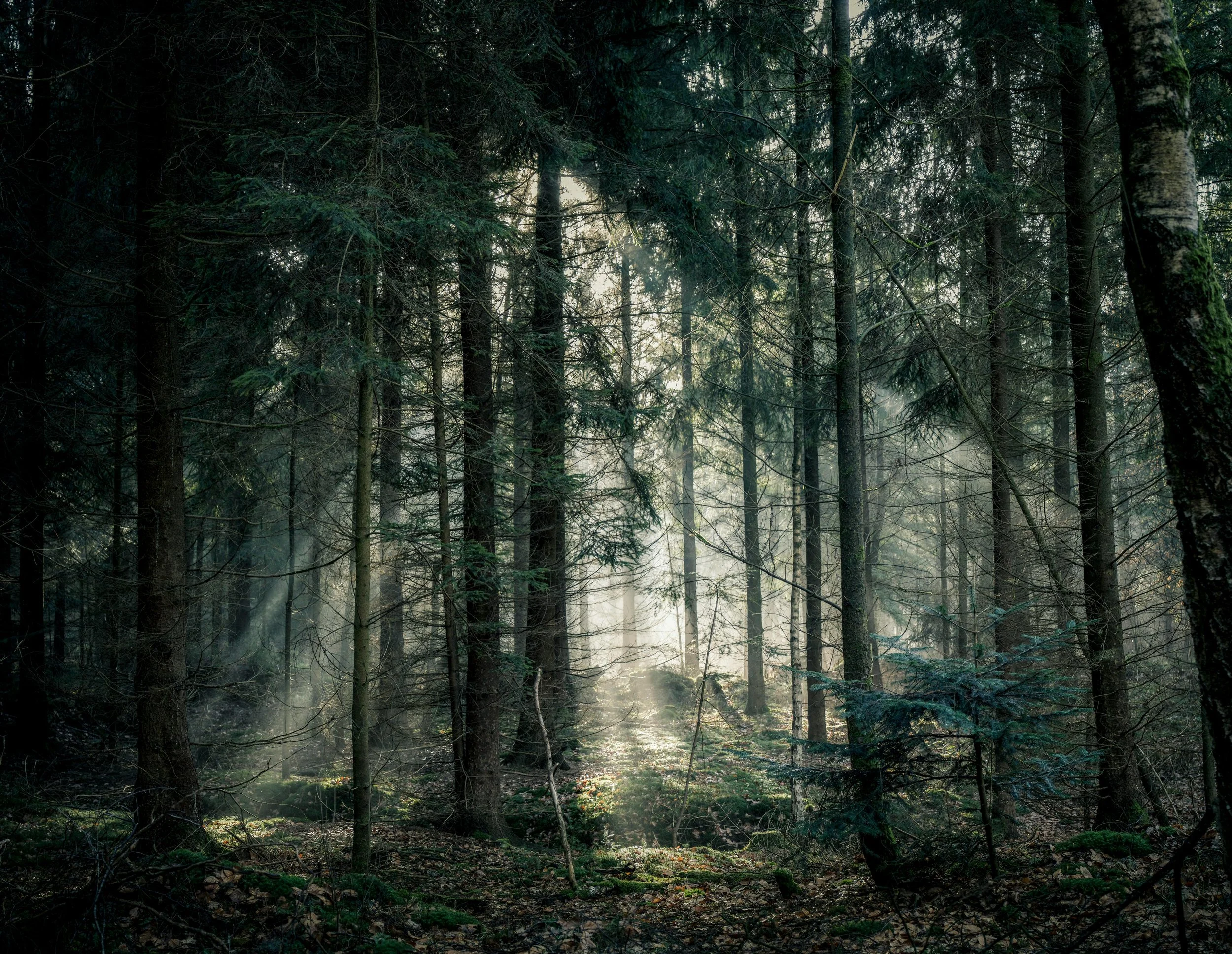 Sunlight filtering through dense forest trees, revealing a misty, peaceful woodland scene.