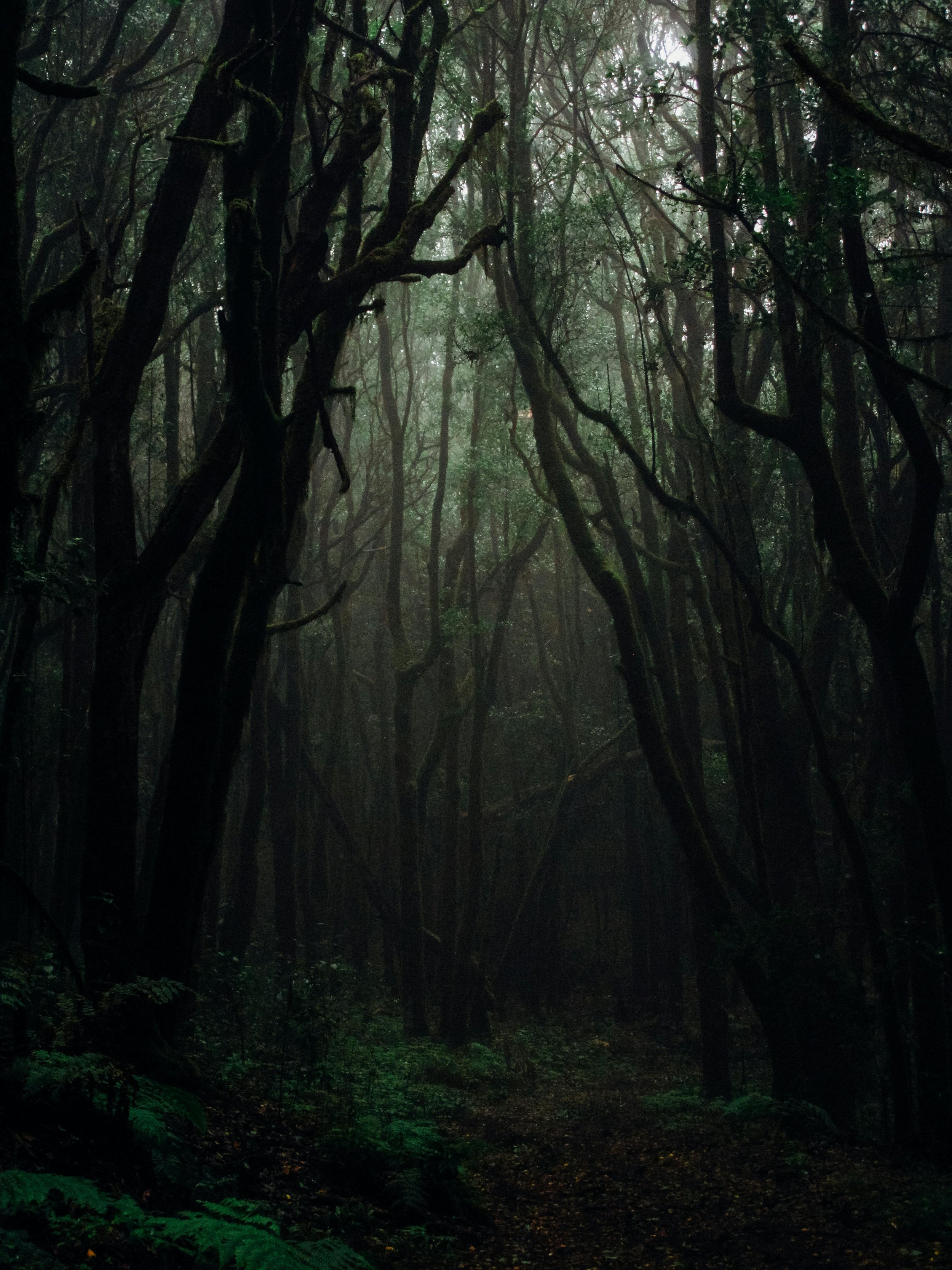 A dark, dense forest with tall, twisted trees and minimal light filtering through the canopy.
