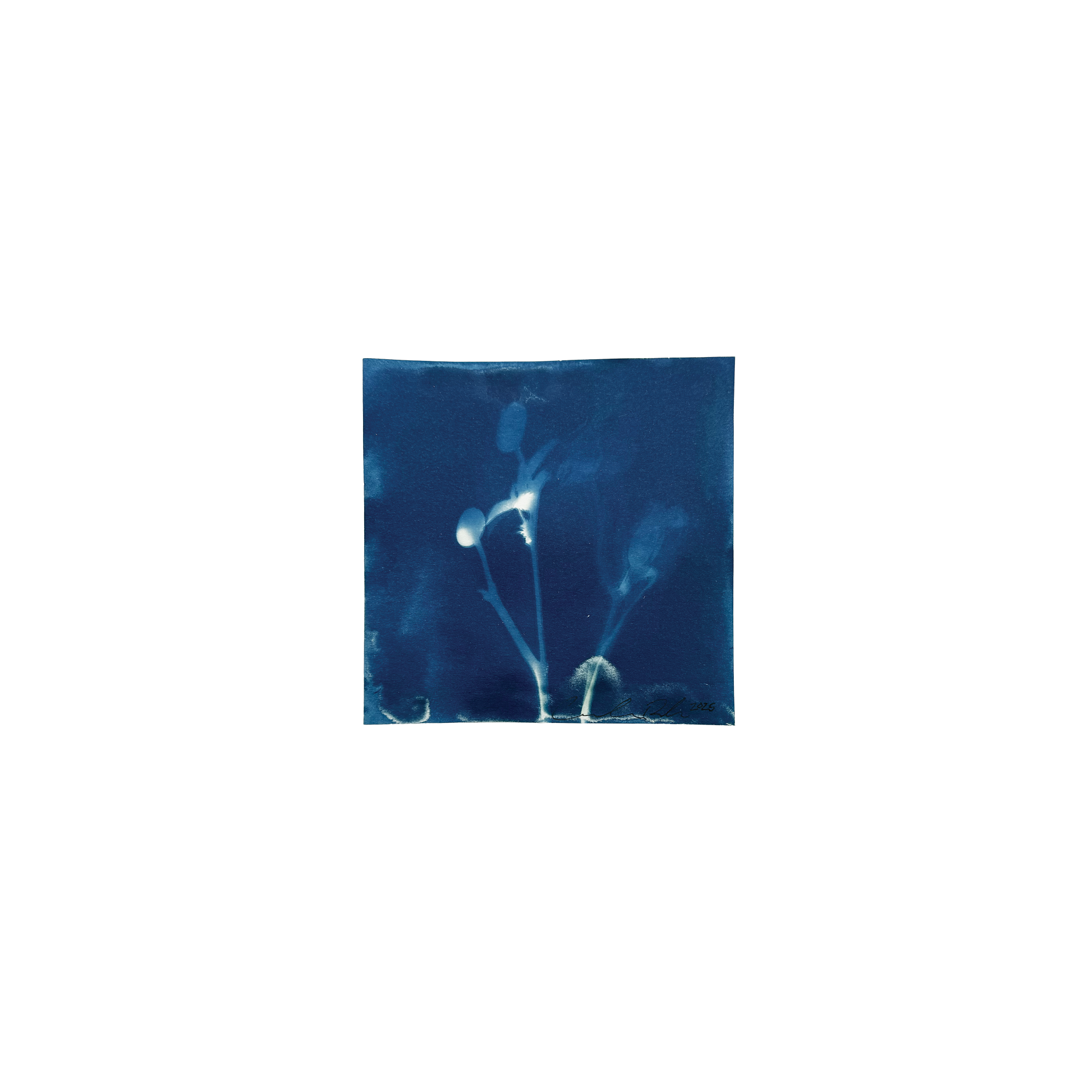 Too Cool To Bloom, 5 x 5"