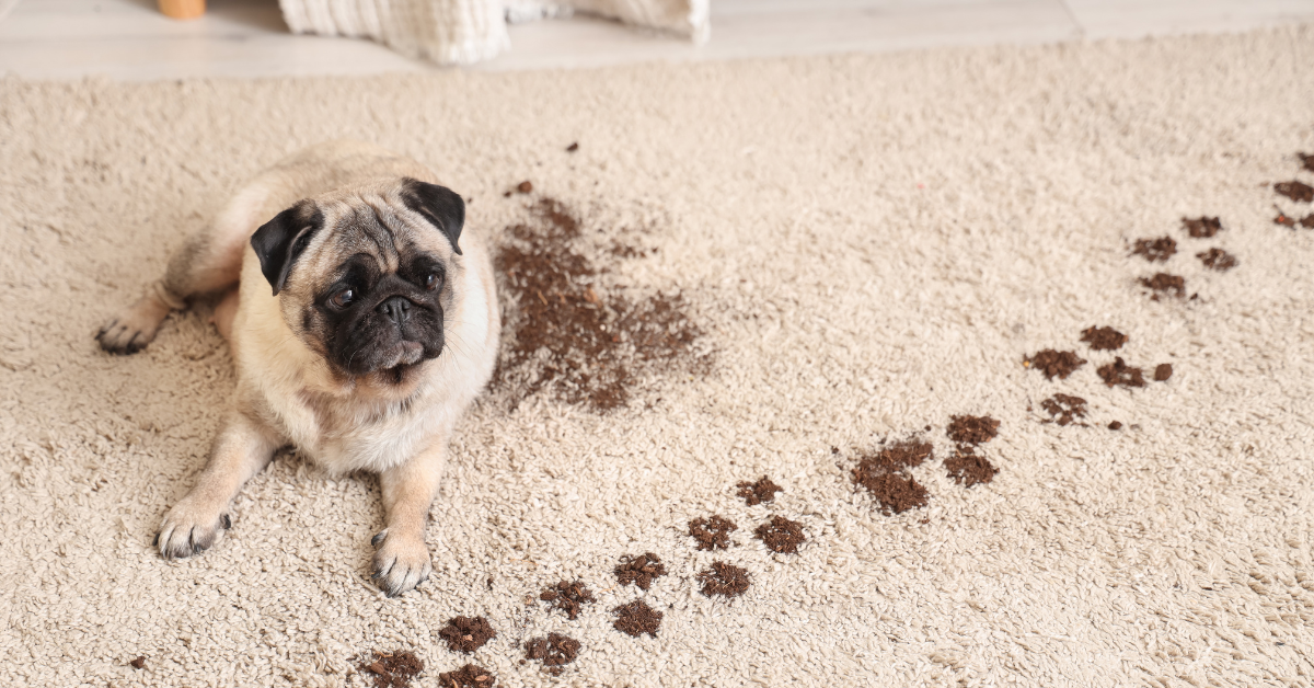 Dog tracking dirt onto carpet in a Boise home showing why regular carpet cleaning is important