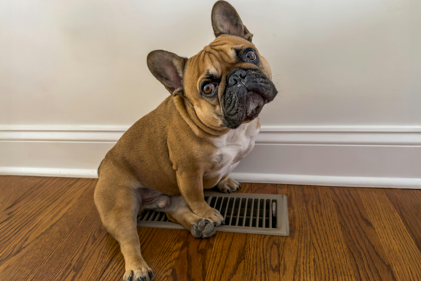 A French Bulldog puppy sitting on a wooden floor next to a heating vent, looking at the camera with an inquisitive expression.