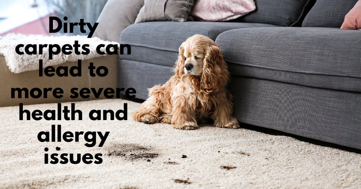 muddy carpets from dog paws superior carpet cleaning boise