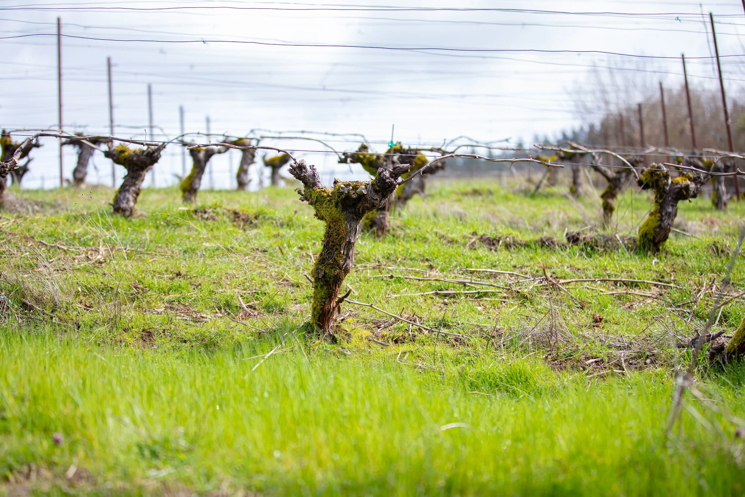 Alexana to Host Organic Wine Conference