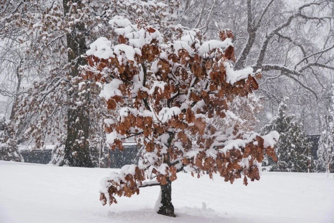 Marcescence: The Winter Leaves That Refuse to Fall