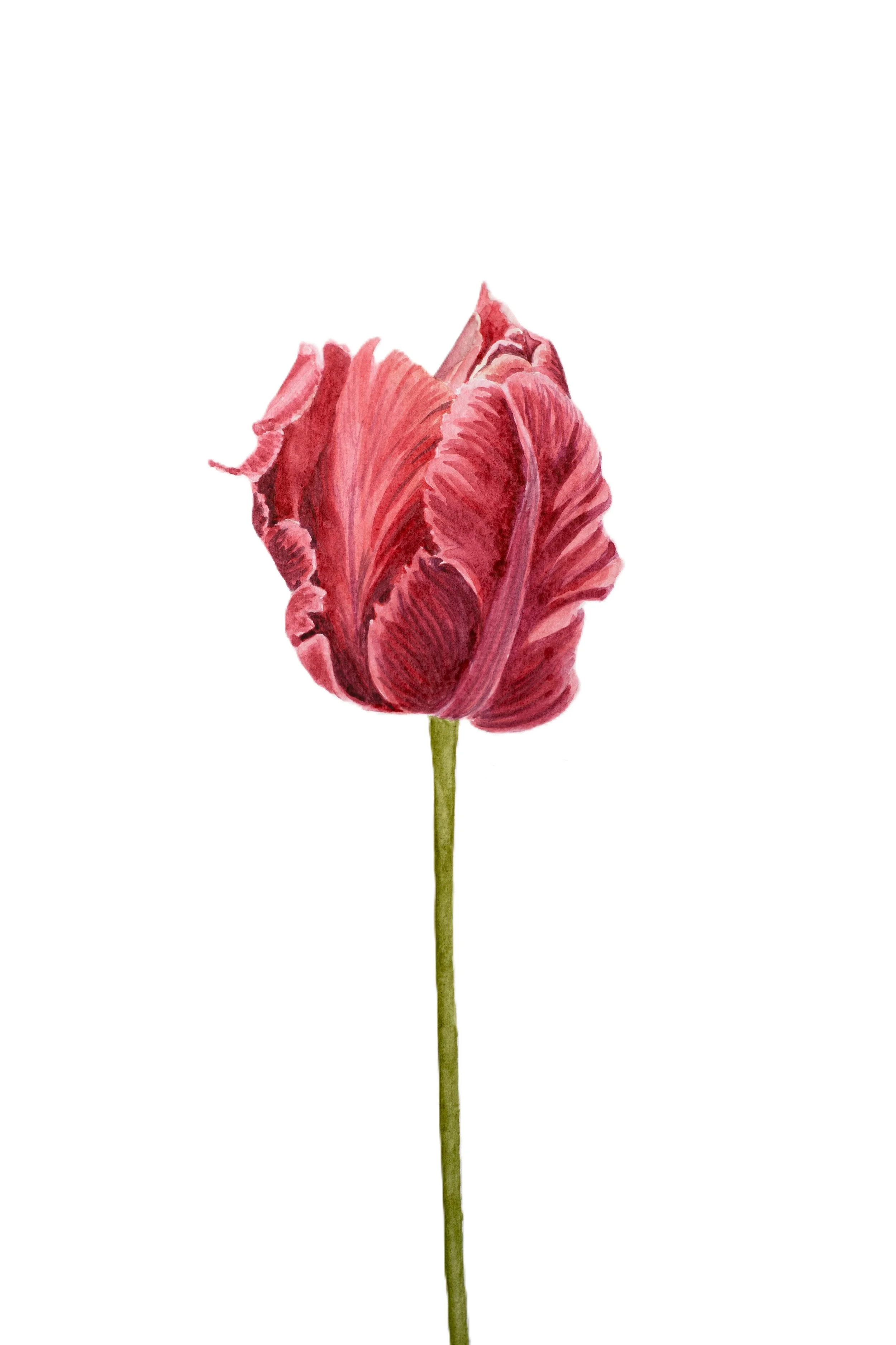 Tulip I