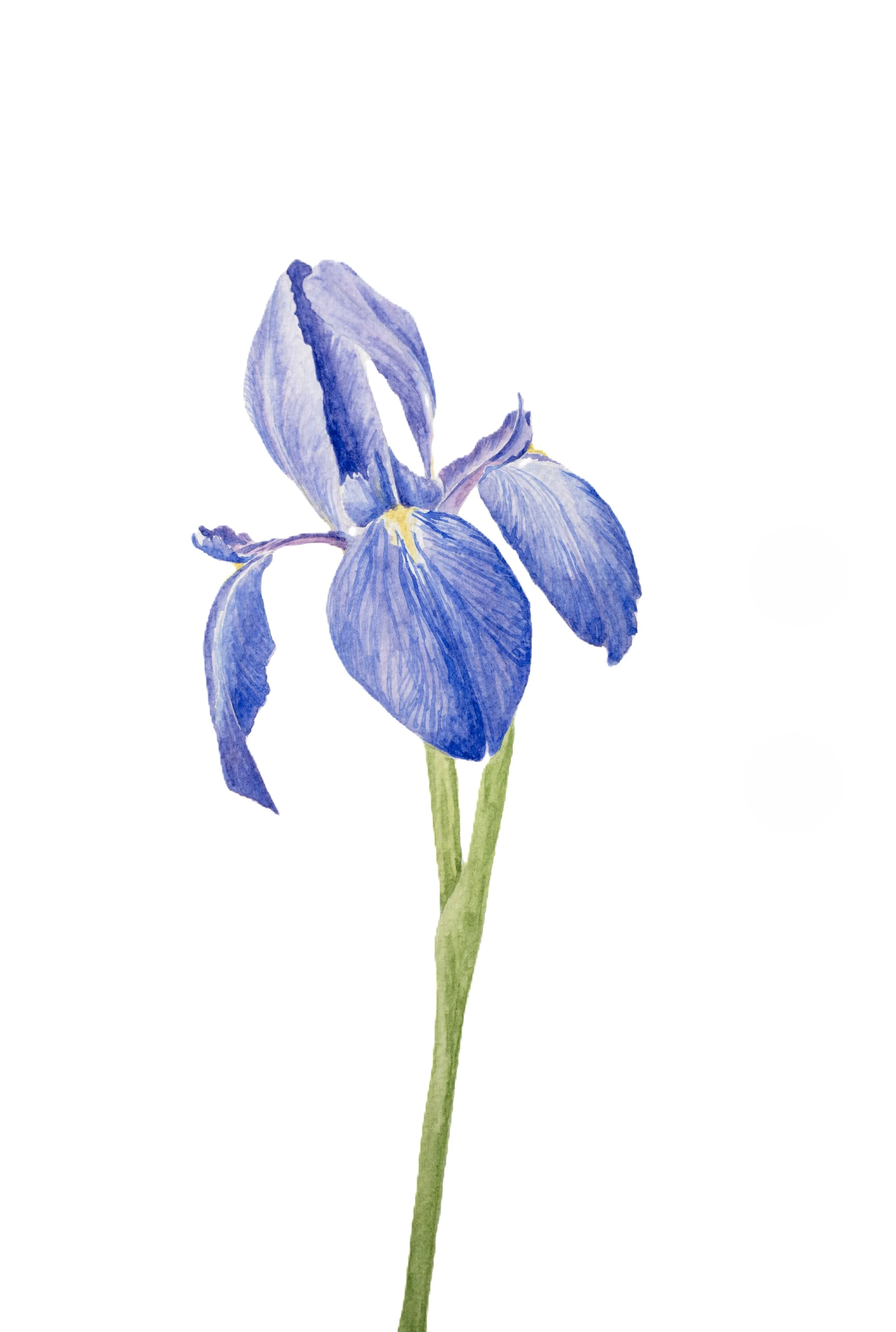 Iris I