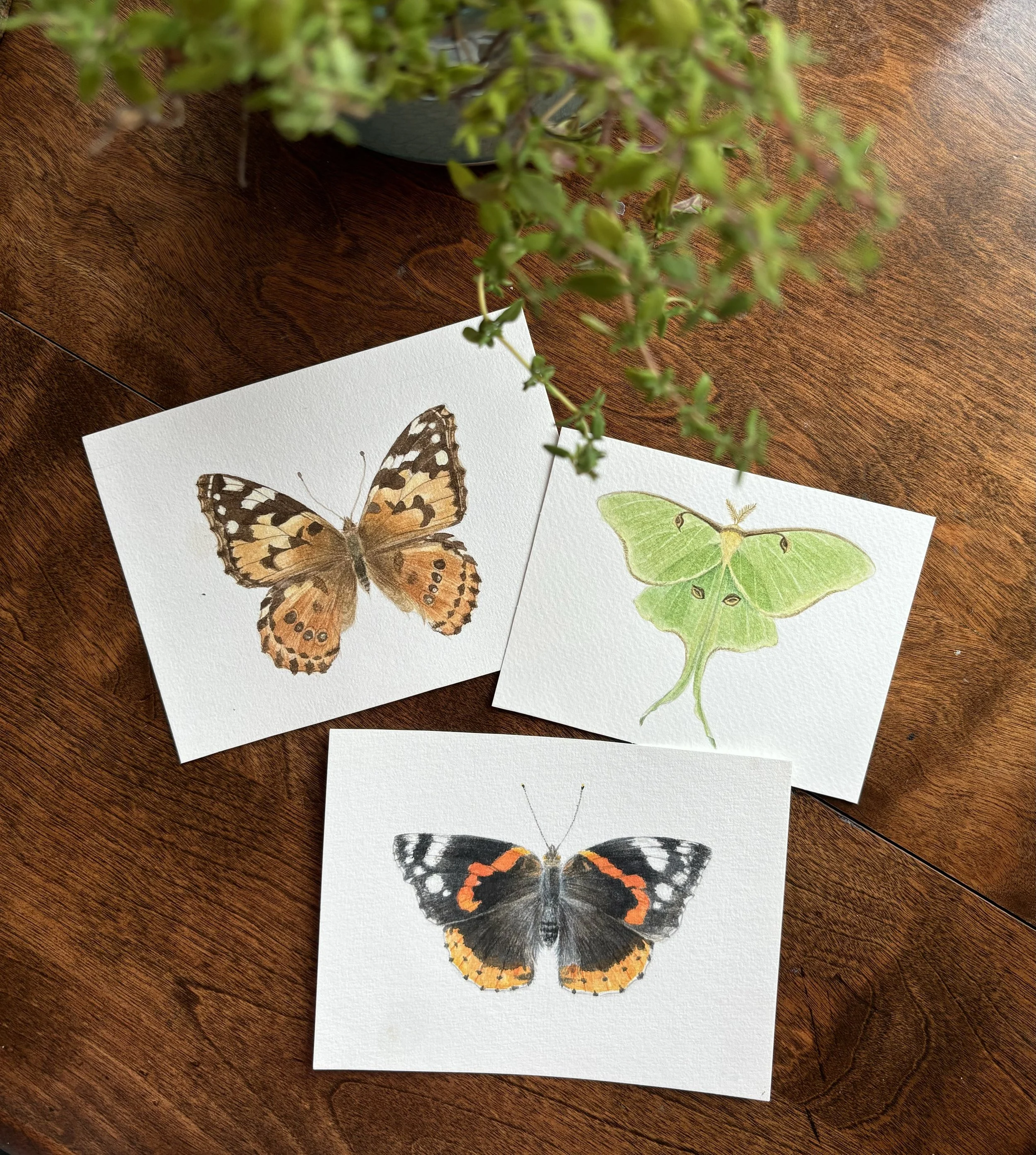 3 Butterflies Image.jpeg