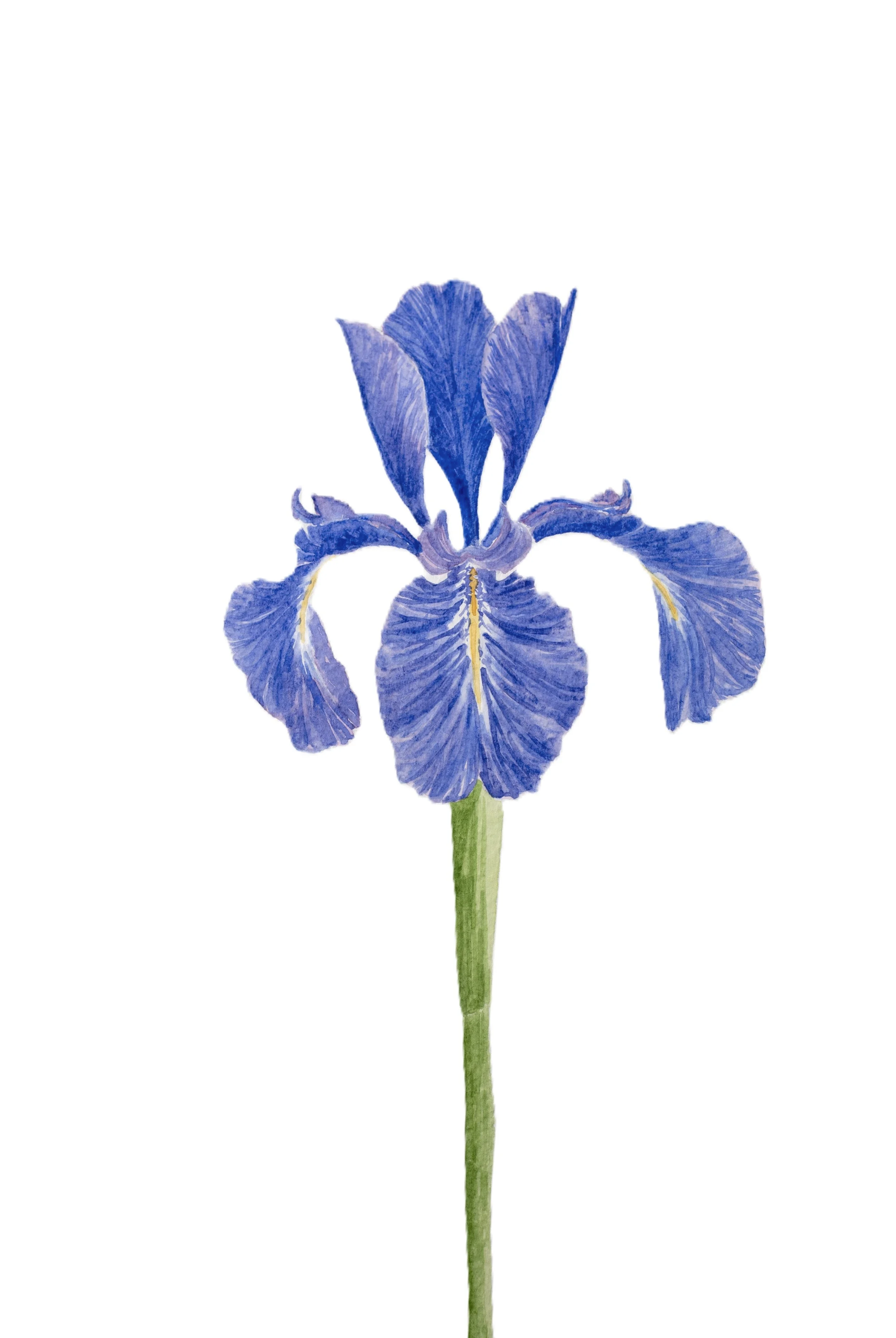 Iris+II+Manipulated.png